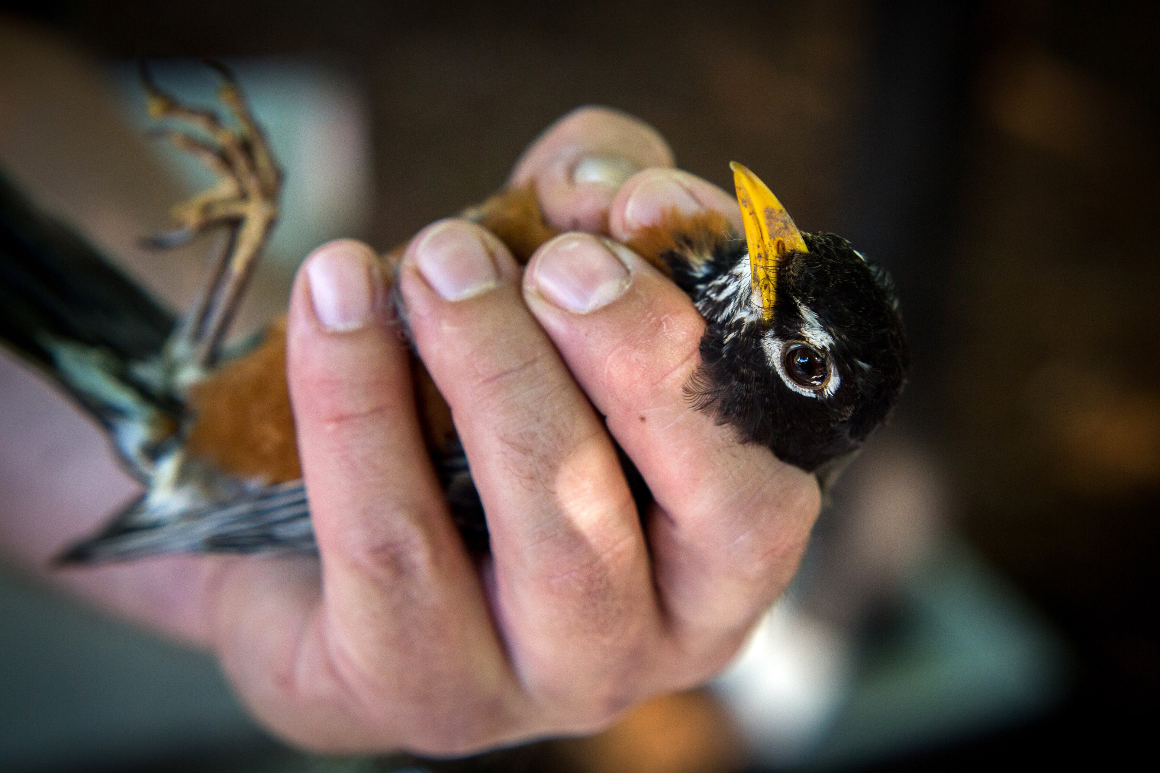 Chris Showalter from Fernbank Science Center holds a robin he snared to place an identification band on its leg during BirdFest held at Zoo Atlanta on Saturday, April 23, 2016. The U.S. Fish & Wildlife Service and Zoo Atlanta held the family event to celebrate the Migratory Bird Treaty Centennial. The event included many children's activities, as well as informational stations. STEVE SCHAEFER / SPECIAL TO THE AJC
