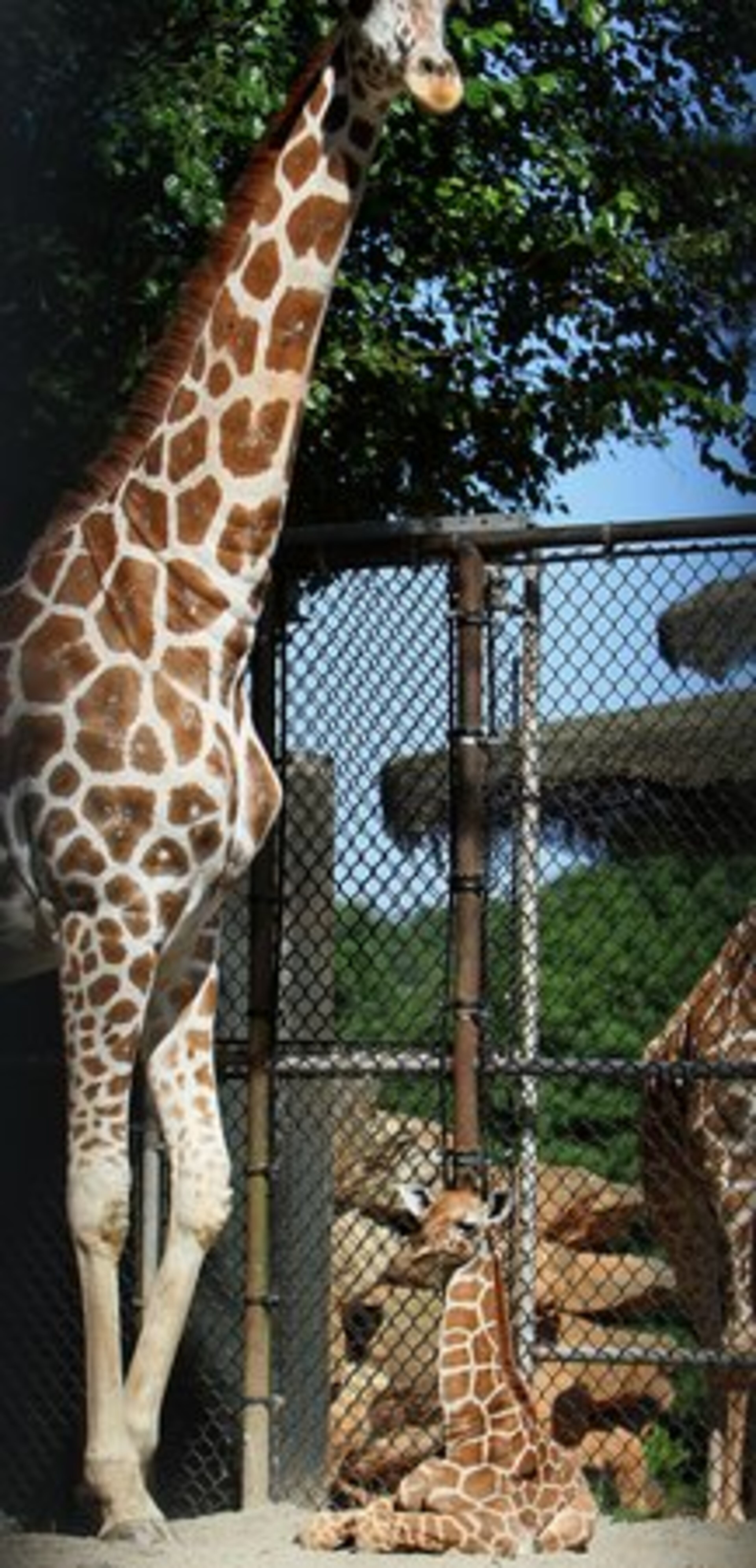 Both mom and baby will continue to bond indoors and will be on display in the upcoming weeks, according to Zoo Atlanta officials. Born at Disney's Animal Kingdom in October 2006, Glenda and her half sister, Mona, 4, arrived at Zoo Atlanta in October of 2007.