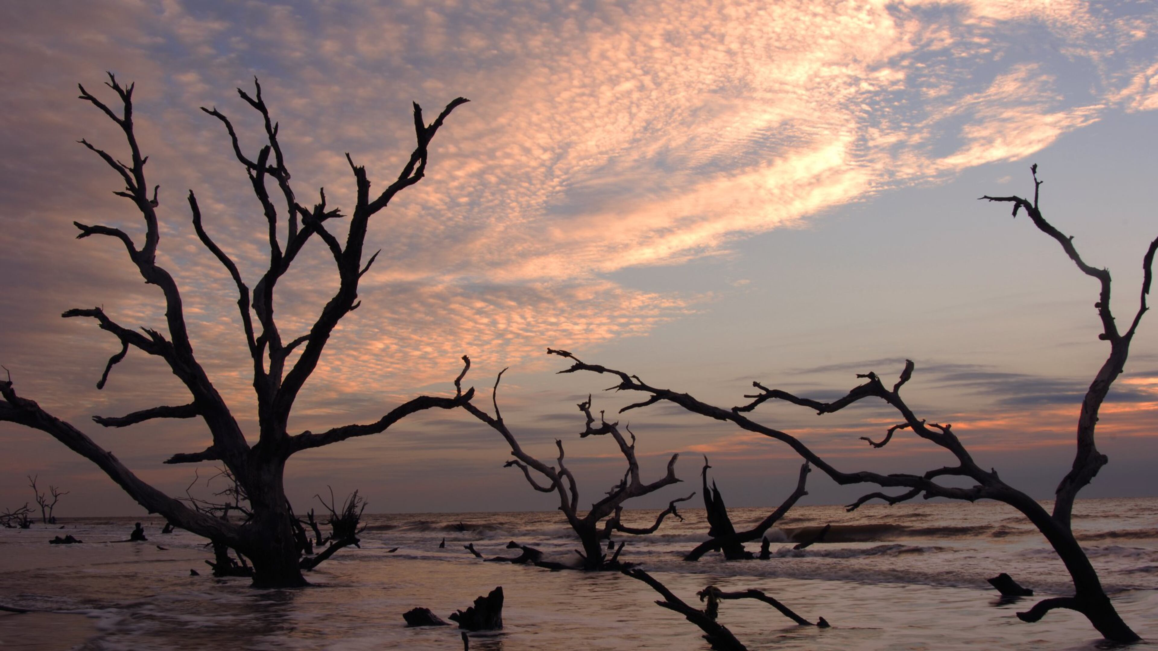 A short ferry ride from Awendaw, S.C., can take you to Bulls Island, home to Boneyard Beach. (Coastal Expeditions Bulls Island)