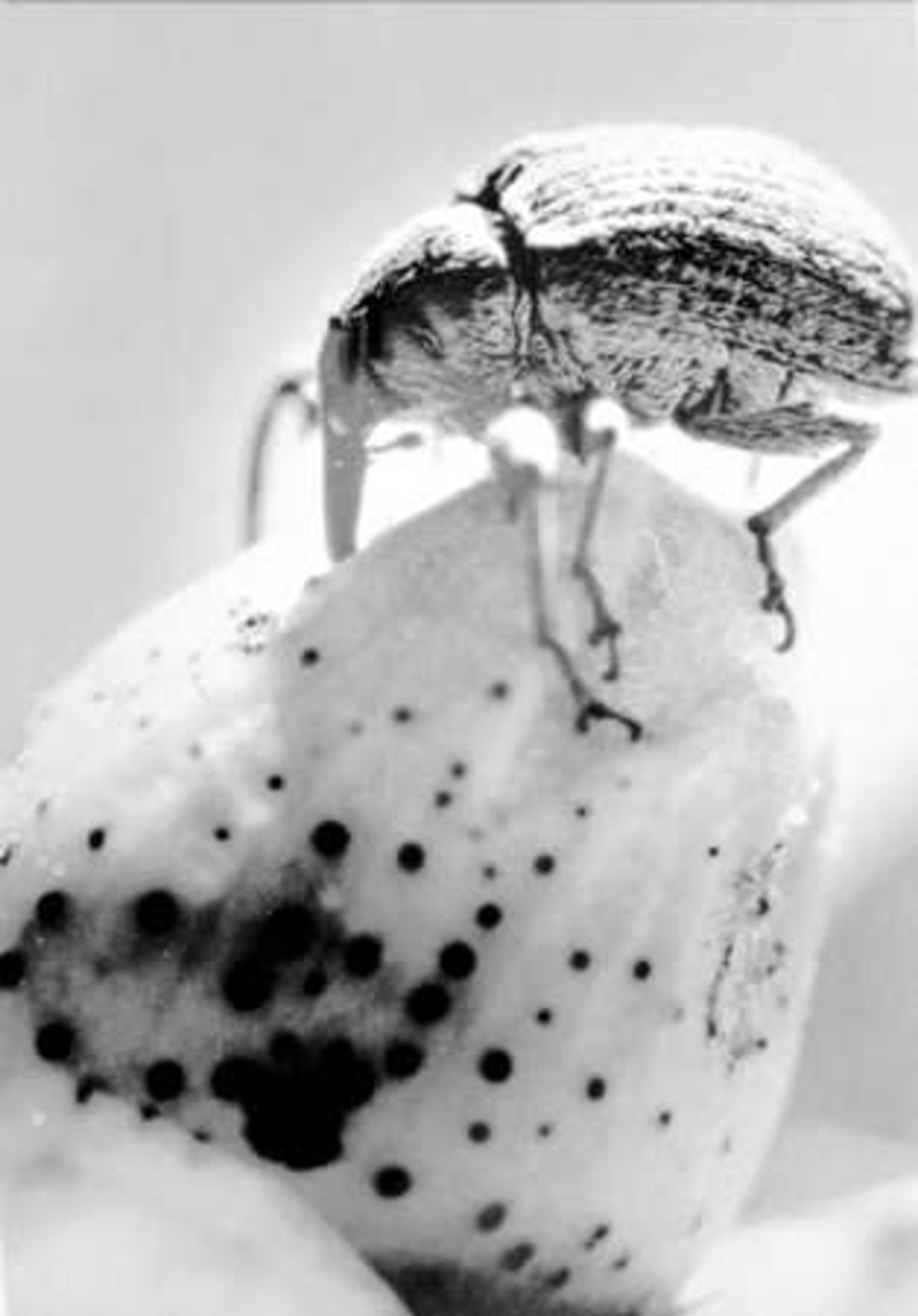 In the 1980s, the weevil had flattened Georgia's cotton industry as yields hit record lows.