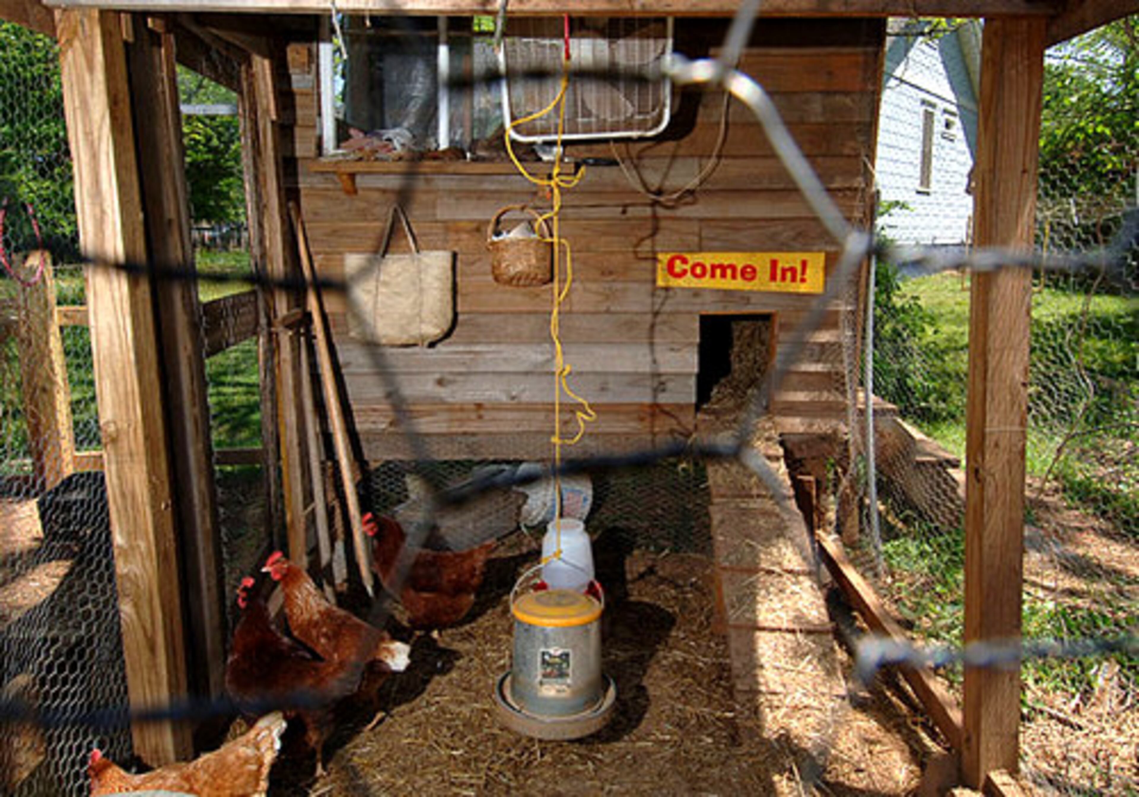 The Watts Hull coop, like the others, includes nesting boxes, where the hens lay their eggs. "We pay attention to where our food comes from," says Rebecca Watts Hull.