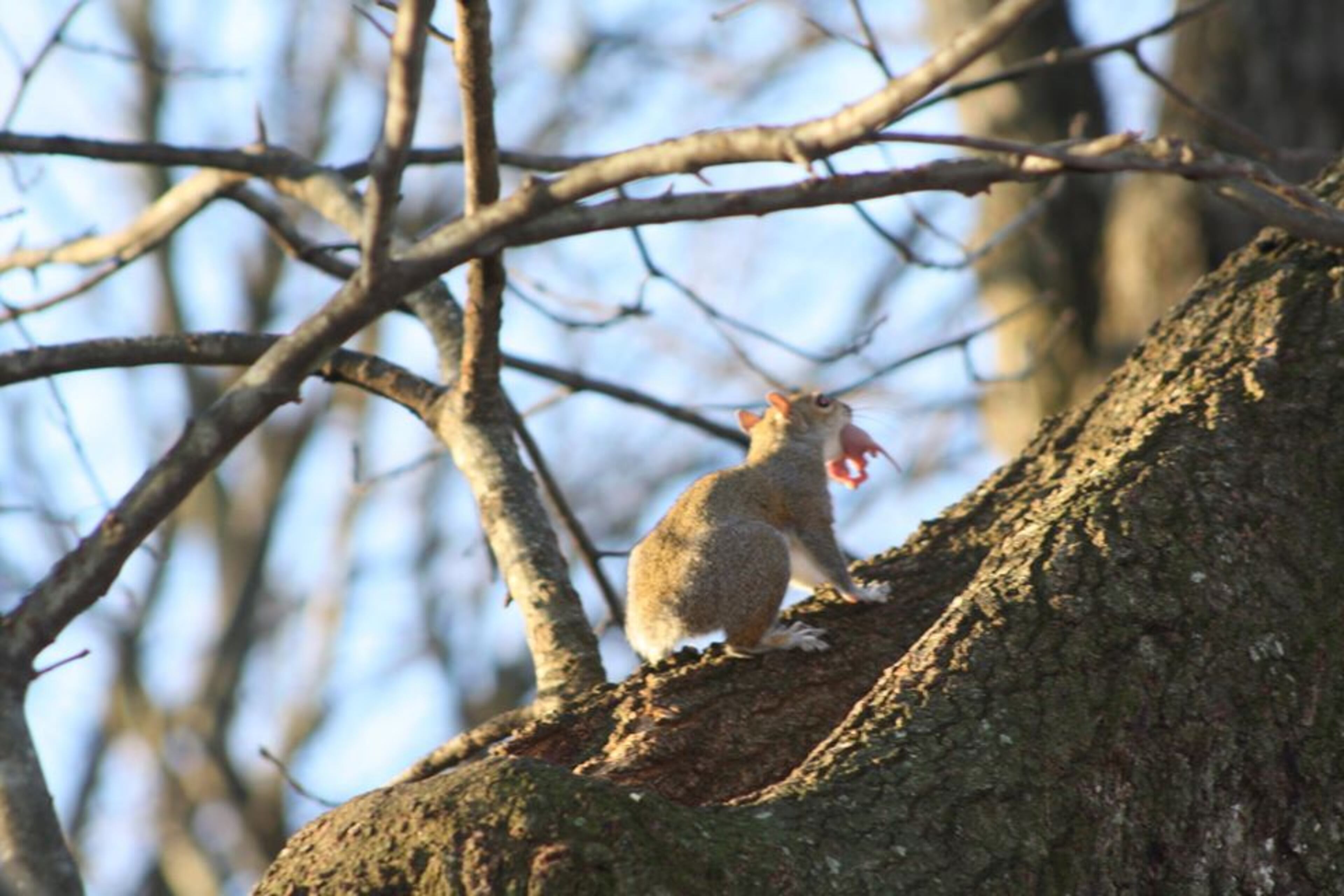 "This is a squirrel that lived around our house in Snellville. She had no tail and I called her 'Stubtail,'" wrote Chris Barneycastle. "This is a photo I took of her carrying one of her newborn babies. Notice the baby has a tail."