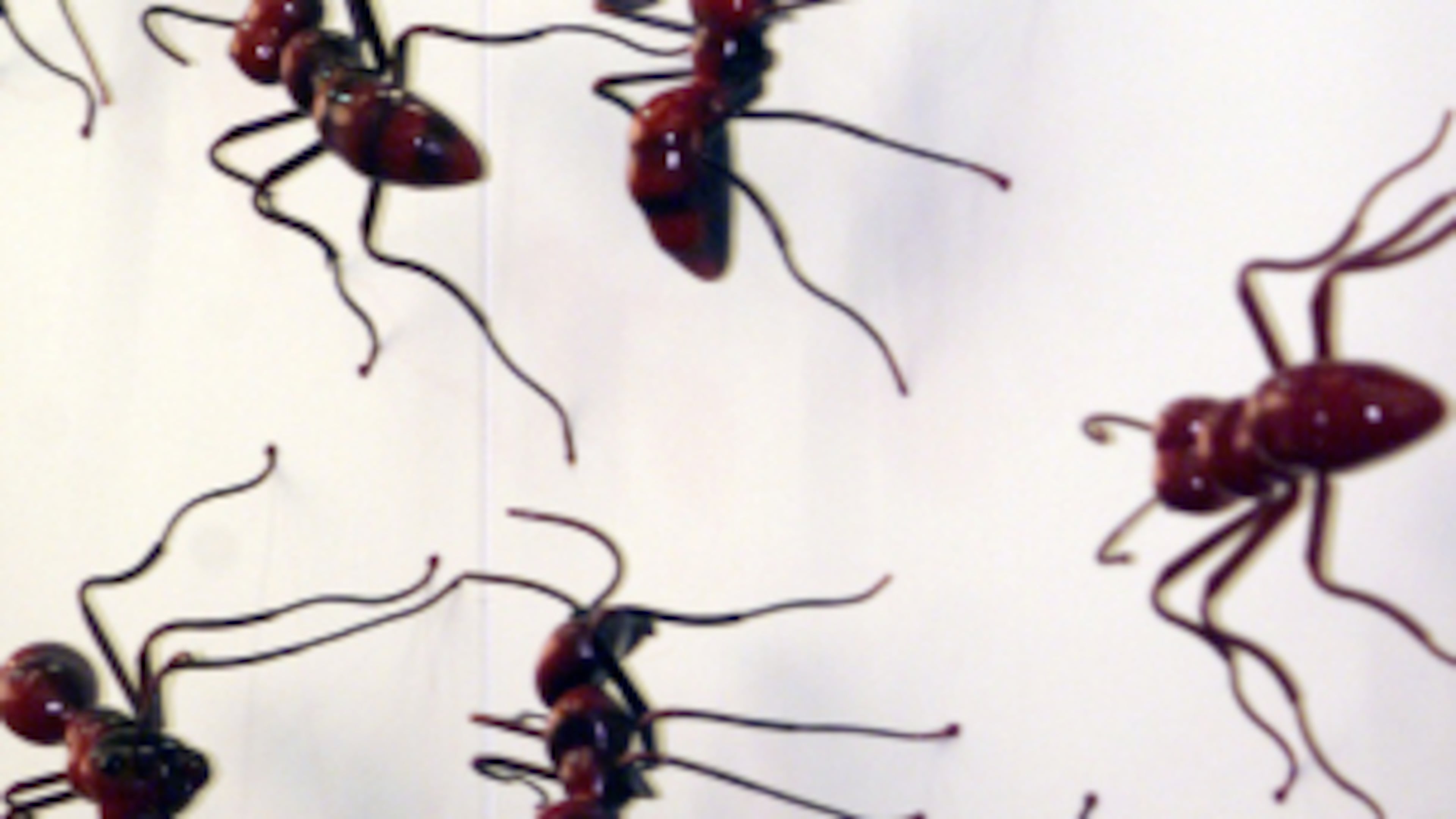 010830-ATLANTA, GA: Preview story on art in public places. This one is Hartsfield airport featuring giant ant on the walls of the baggage claims, a bronze portal on the South parking garage entrance & 20 African sculptures between the T & A concourses. (PHIL SKINNER /staff).