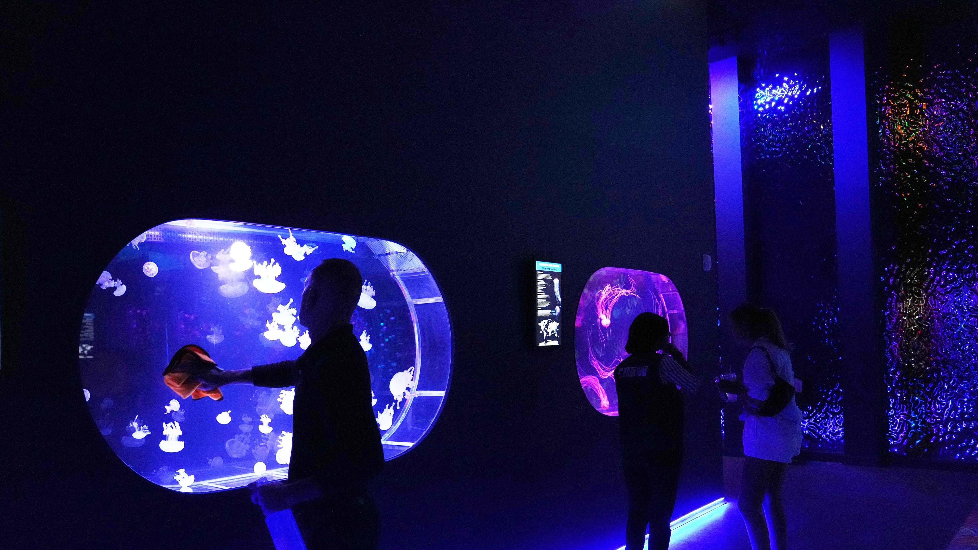 An employee cleans a display at the Jellyfish Museum, a facility that is home to about 20 unique species of jellyfish found in Florida and other parts of the world, Friday, Aug. 14, 2026, in Pompano Beach, Fla. (AP Photo/Lynne Sladky)