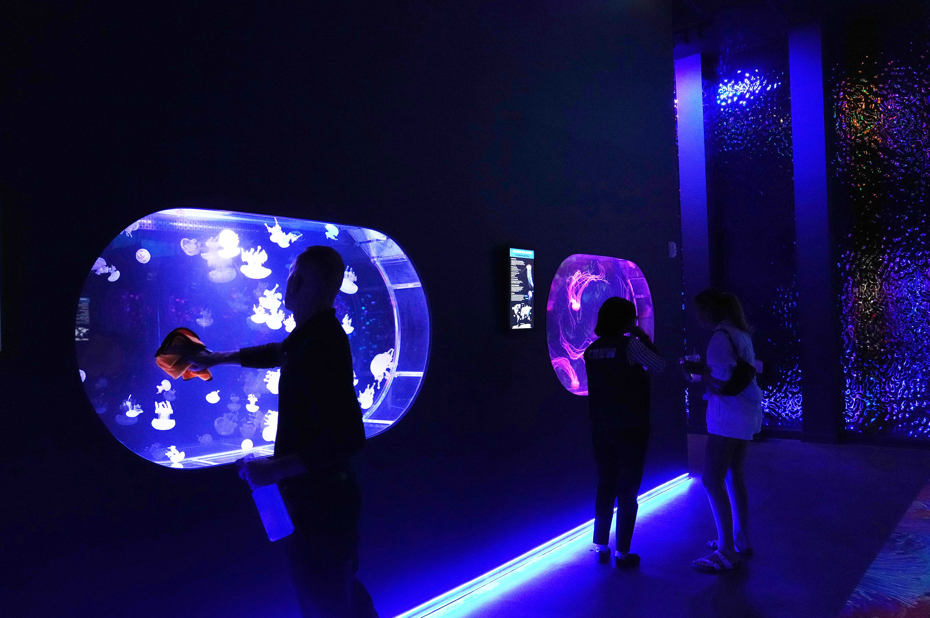Florida Jellyfish Museum