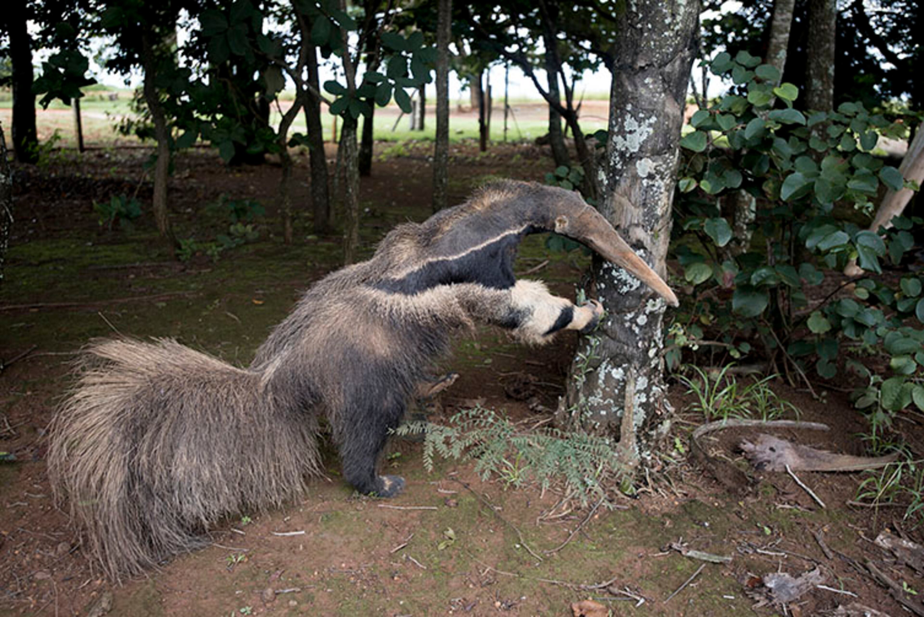 A taxidermy anteater at the entrance to the Emas National Park gate. (Photo: Natural History Museum)
