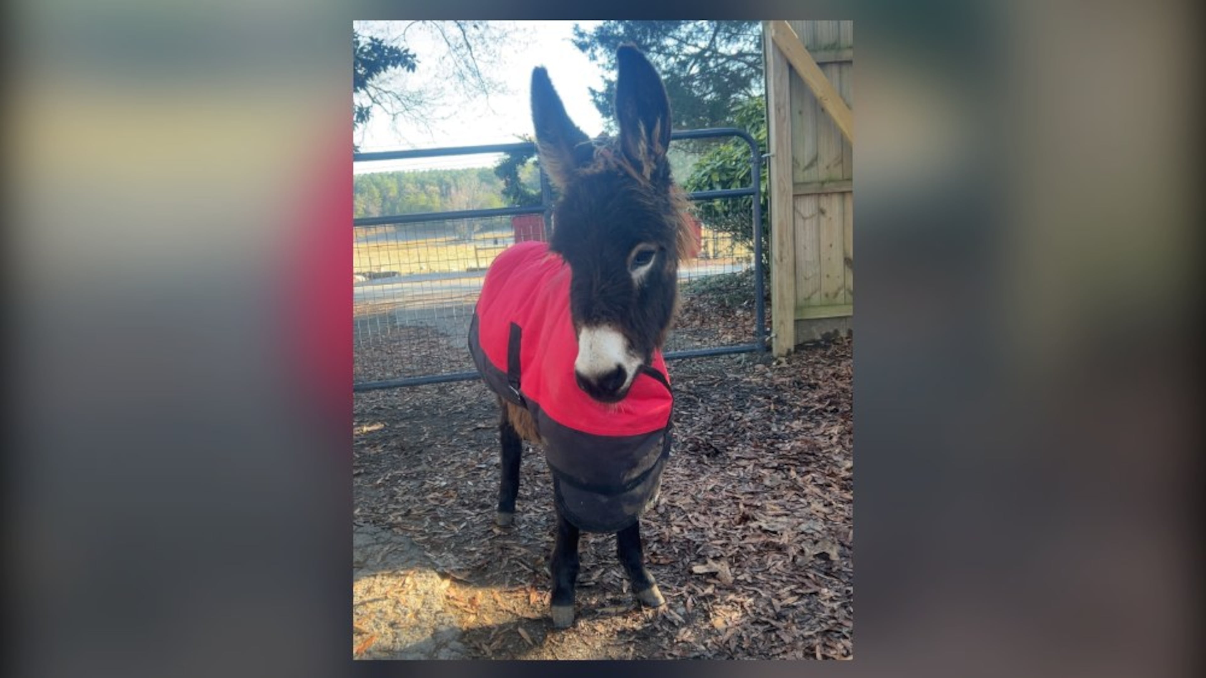 HeeHaw, a petting zoo miniature donkey, was shot and killed by a Cedartown police officer in August 2026. (Courtesy of Elsberry Riding and Farm)