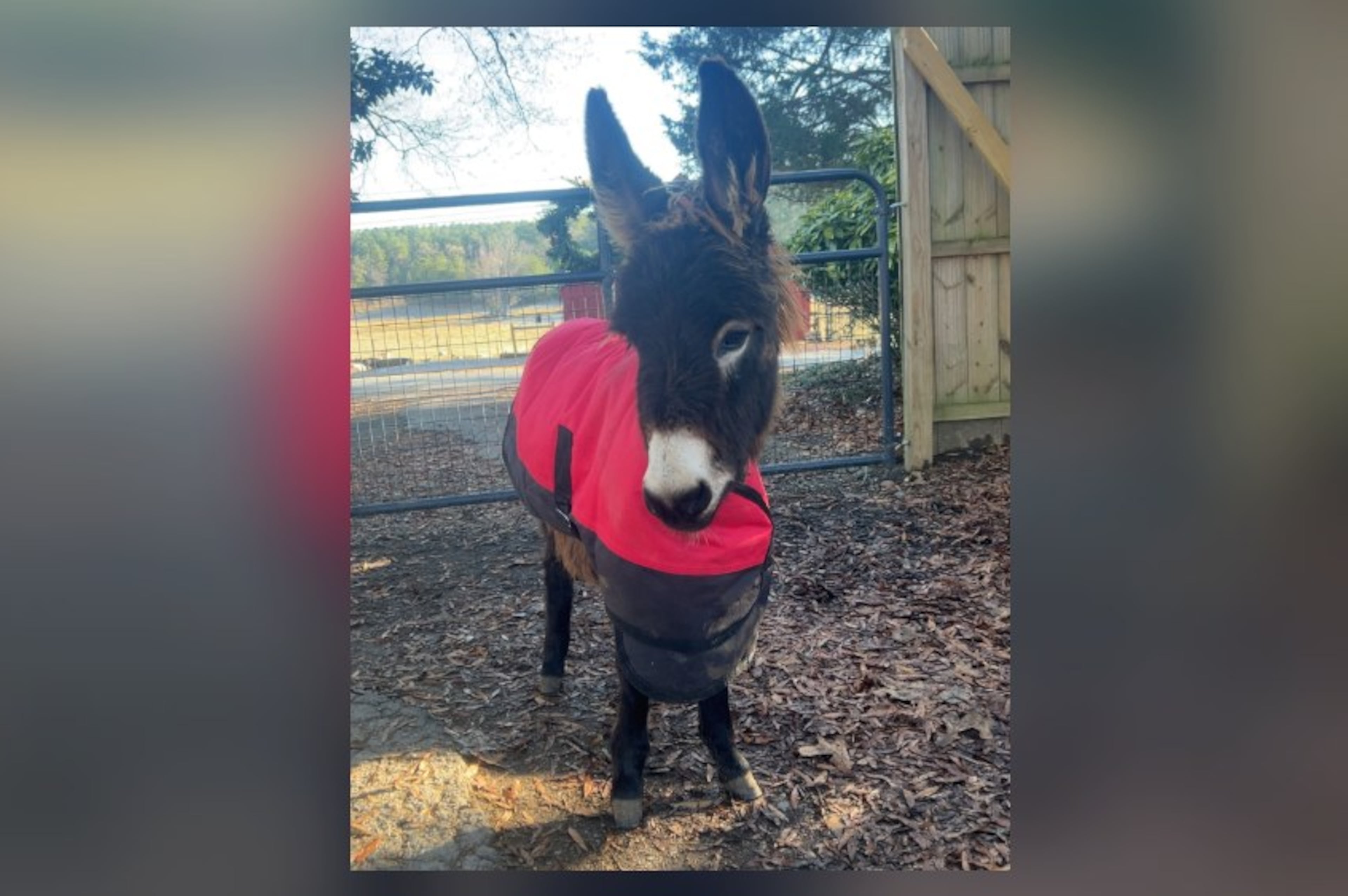 HeeHaw, a petting zoo miniature donkey, was shot and killed by a Cedartown police officer in August 2026. (Courtesy of Elsberry Riding and Farm)