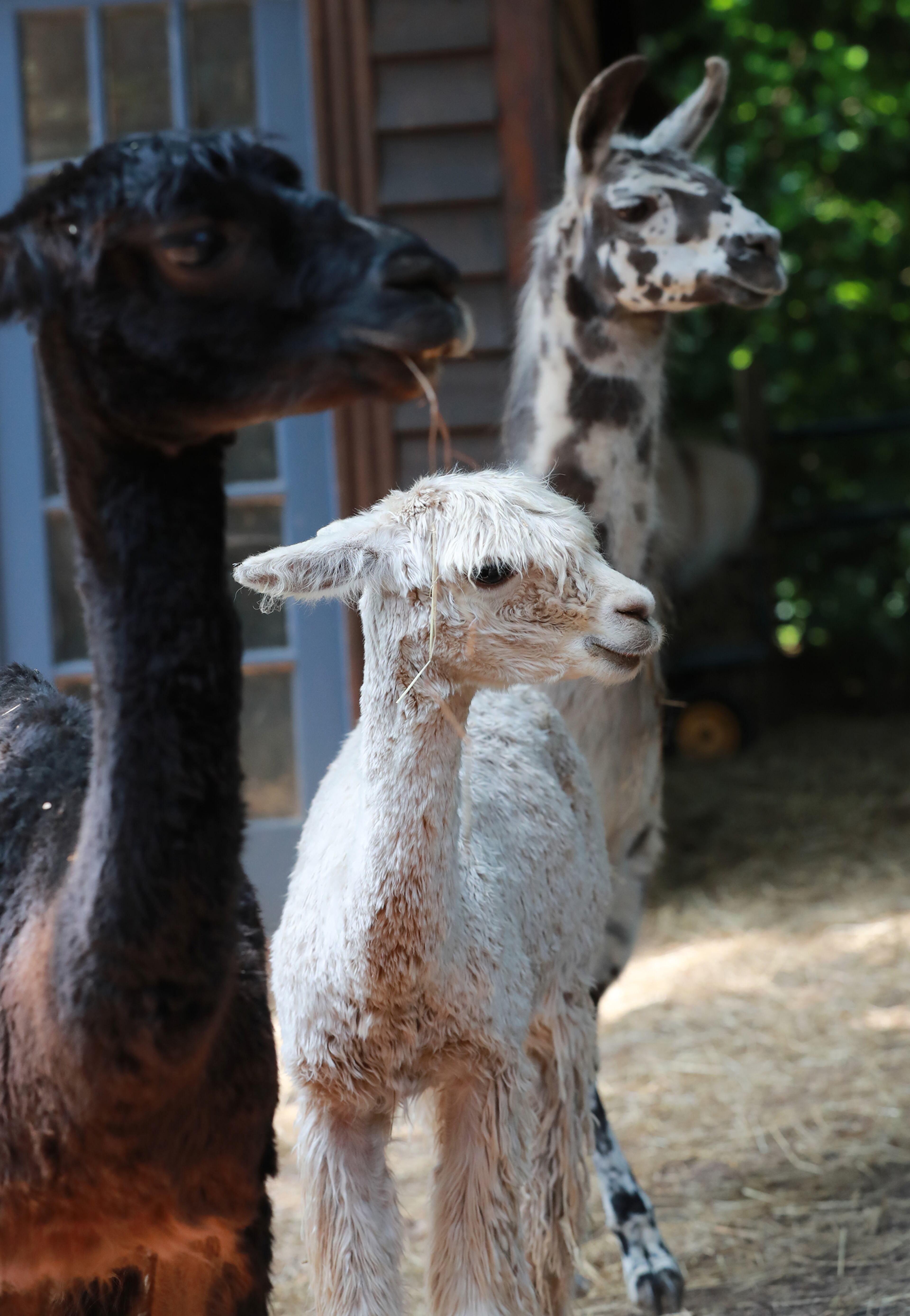 June 3, 2019 Atlanta: Caitlyn Tastee (from left), Elfie Fay Von Picklesprite, and Figgy take in the seen at the alpaca treehouse and llama cottage Airbnb properties on Monday, June 3, 2019, in Atlanta. Curtis Compton/ccompton@ajc.com