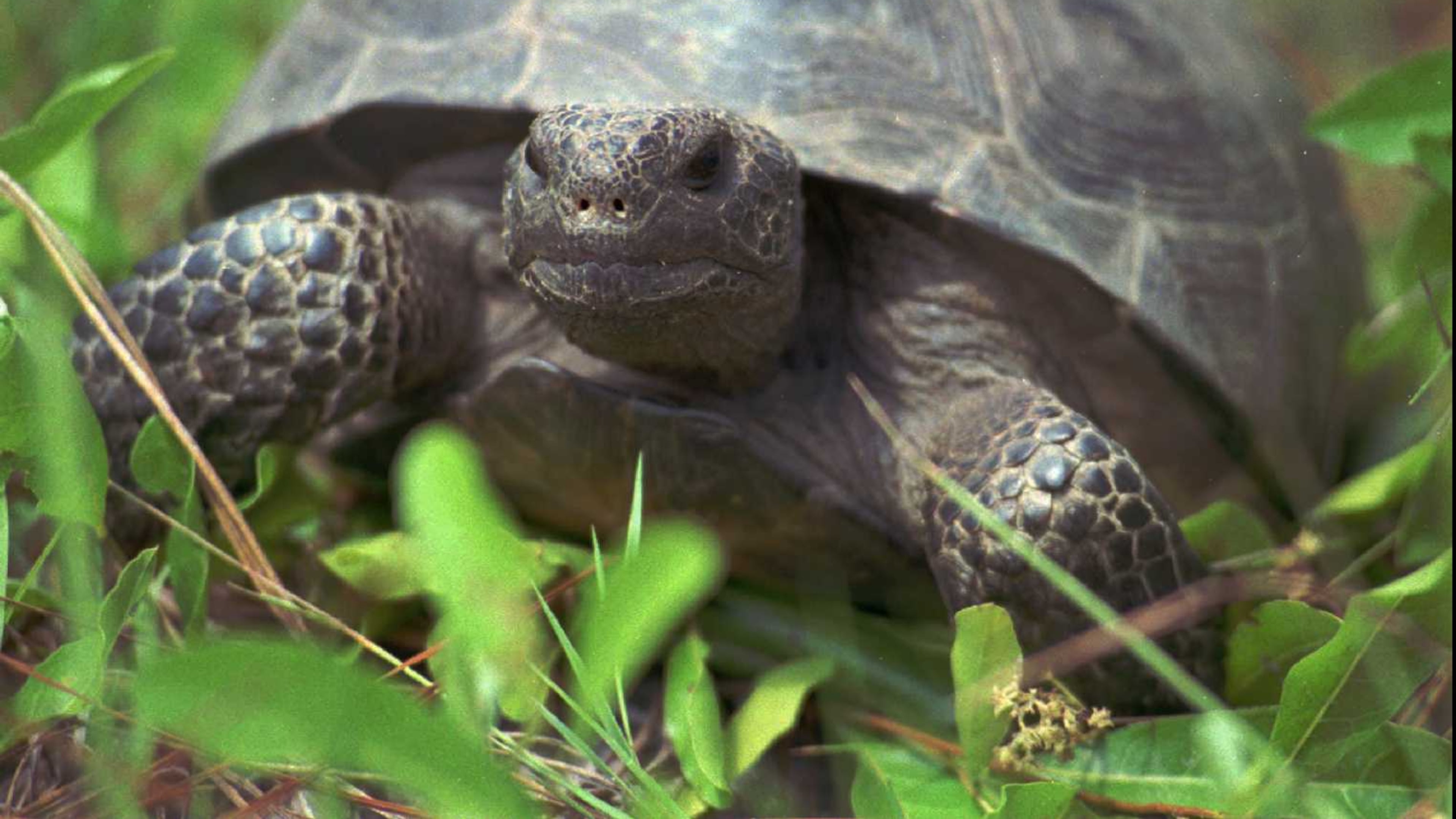 A female gopher tortoise, about 20 years old, makes her way through the weeds and grass at the Joseph W. Jones Ecological Research Center near Newton, Ga. (ToddStone/AP)