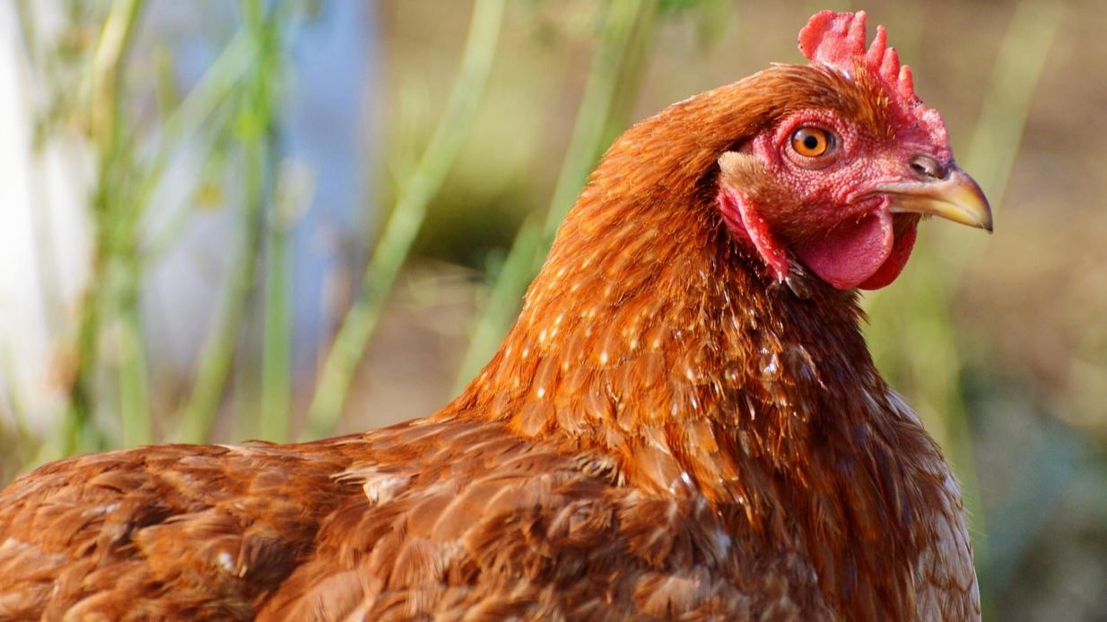 File image of a chicken.