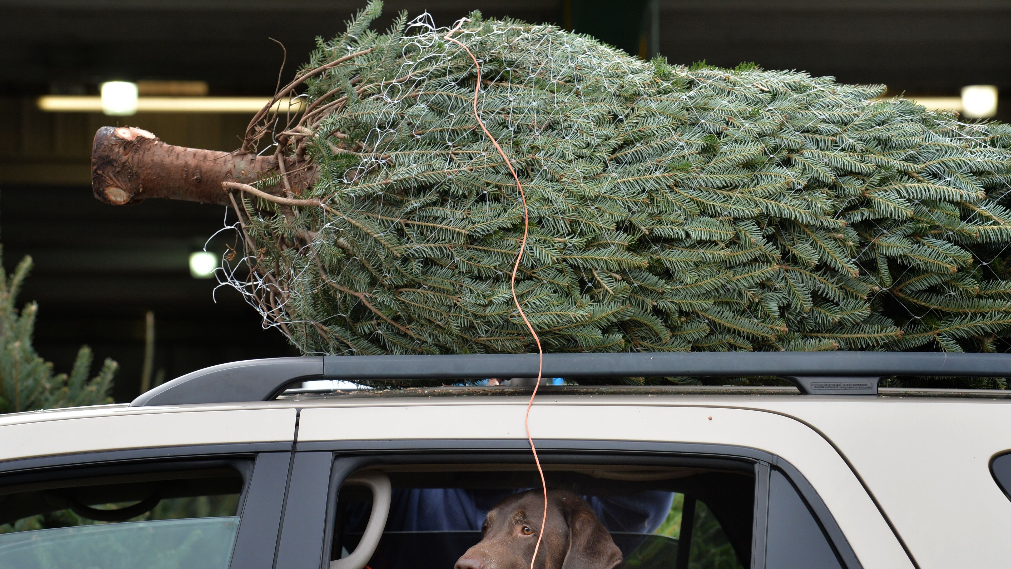 Anne and Howard Schutte's dog Crockett sits inside a car as Christmas tree is being prepared for transportation at Young Brothers Christmas Trees in the Atlanta Farmers Market on Thursday, December 3, 2015. Metro Atlantans used to get Christmas trees from the churches, schools, and other independents that dotted street corners and private lots across the area. But increasingly big box retailers like Lowe's, Kroger and Home Depot, the nation's No. 1 seller of Christmas trees, are where metro Atlantans get their trees needs met. Made with a Nikon D4 camera, 70-200MM lens at focal length 125MM, 1/800 second, F7.1, and an ISO of 800. HYOSUB SHIN / HSHIN@AJC.COM