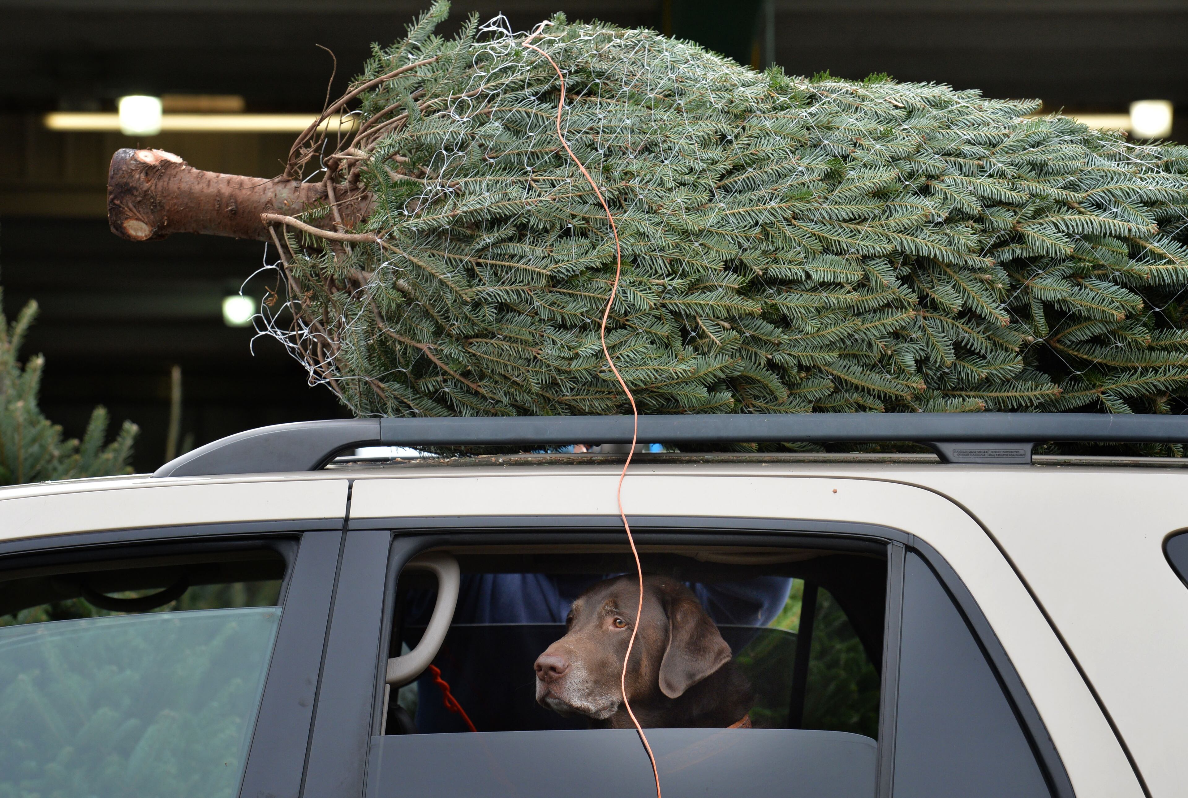 Crockett the dog had no choice in the matter. His family was getting a real tree. (Hyosub Shin/AJC)