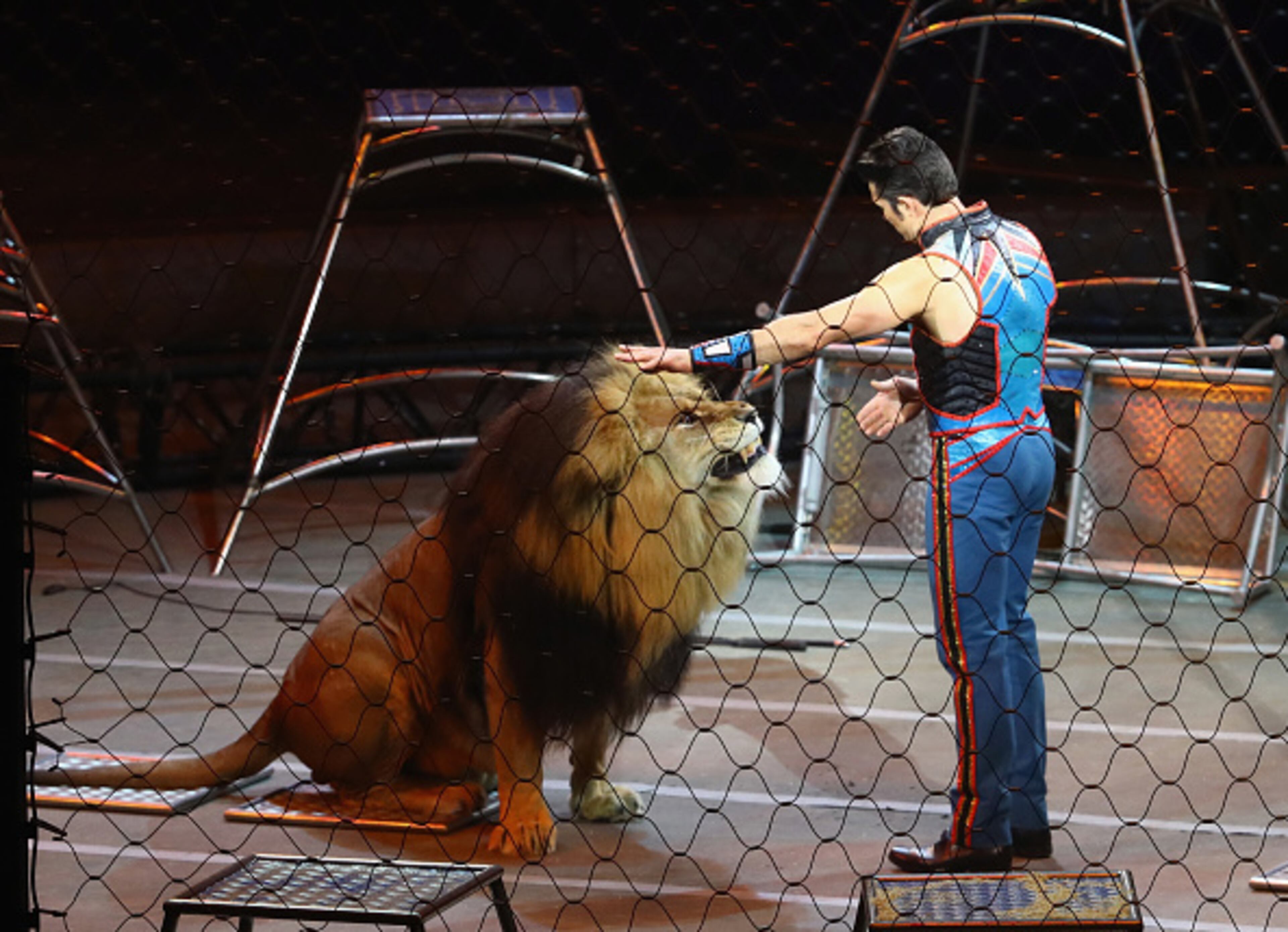 UNIONDALE, NY - MAY 21: Big Cat Trainer and Presenter Alexander Lacey performs on the final day of the Ringling Bros Barnum and Bailey Circus on May 21, 2017 in Uniondale, New York. Known as "The Greatest Show on Earth", the circus performed its final act after a 146 year run. (Photo by Bruce Bennett/Getty Images)