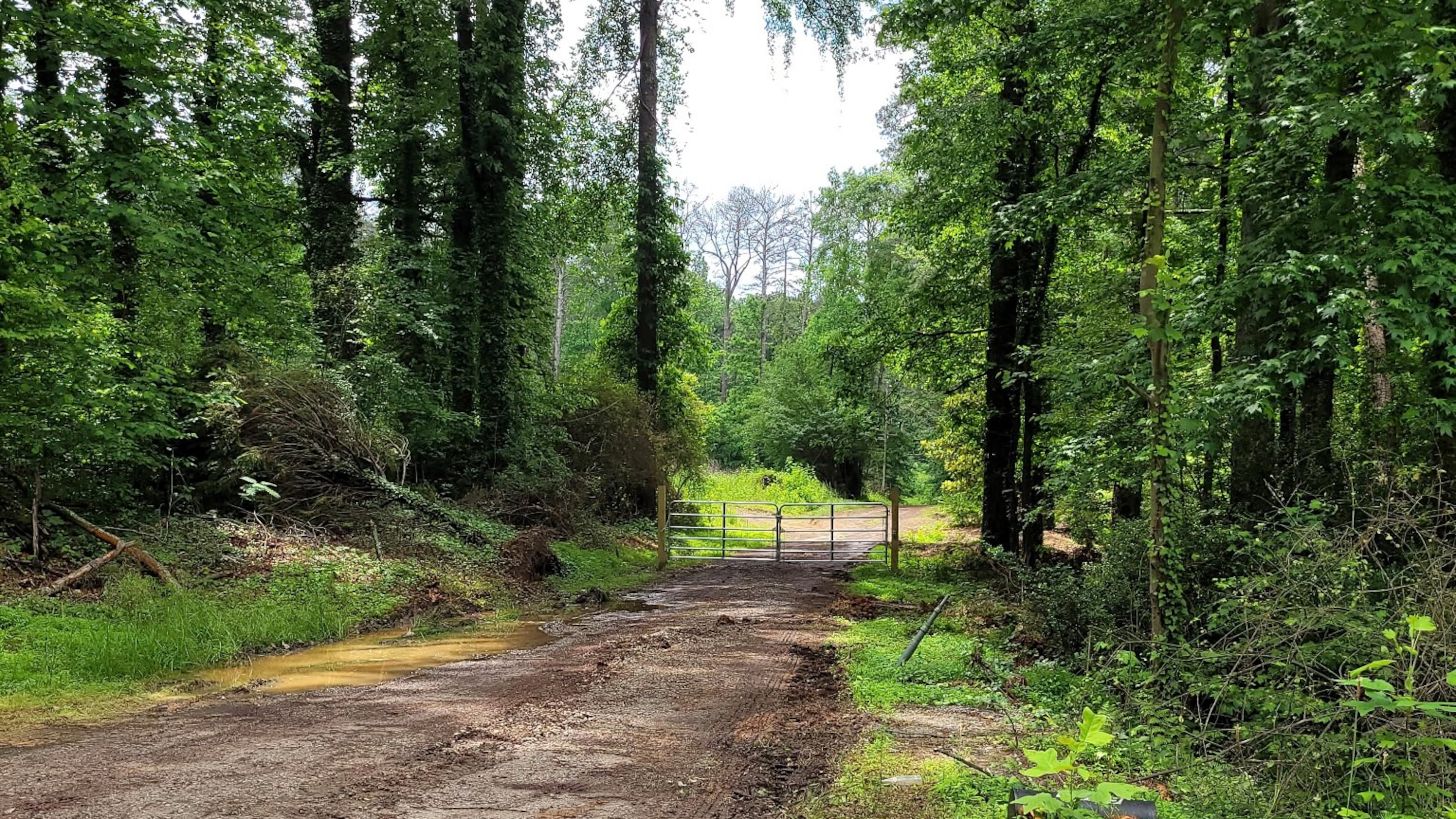 Jane Sparks walked down this dirt road off Norman Road in DeKalb County and was attacked by a pack of stray dogs. (Courtesy)