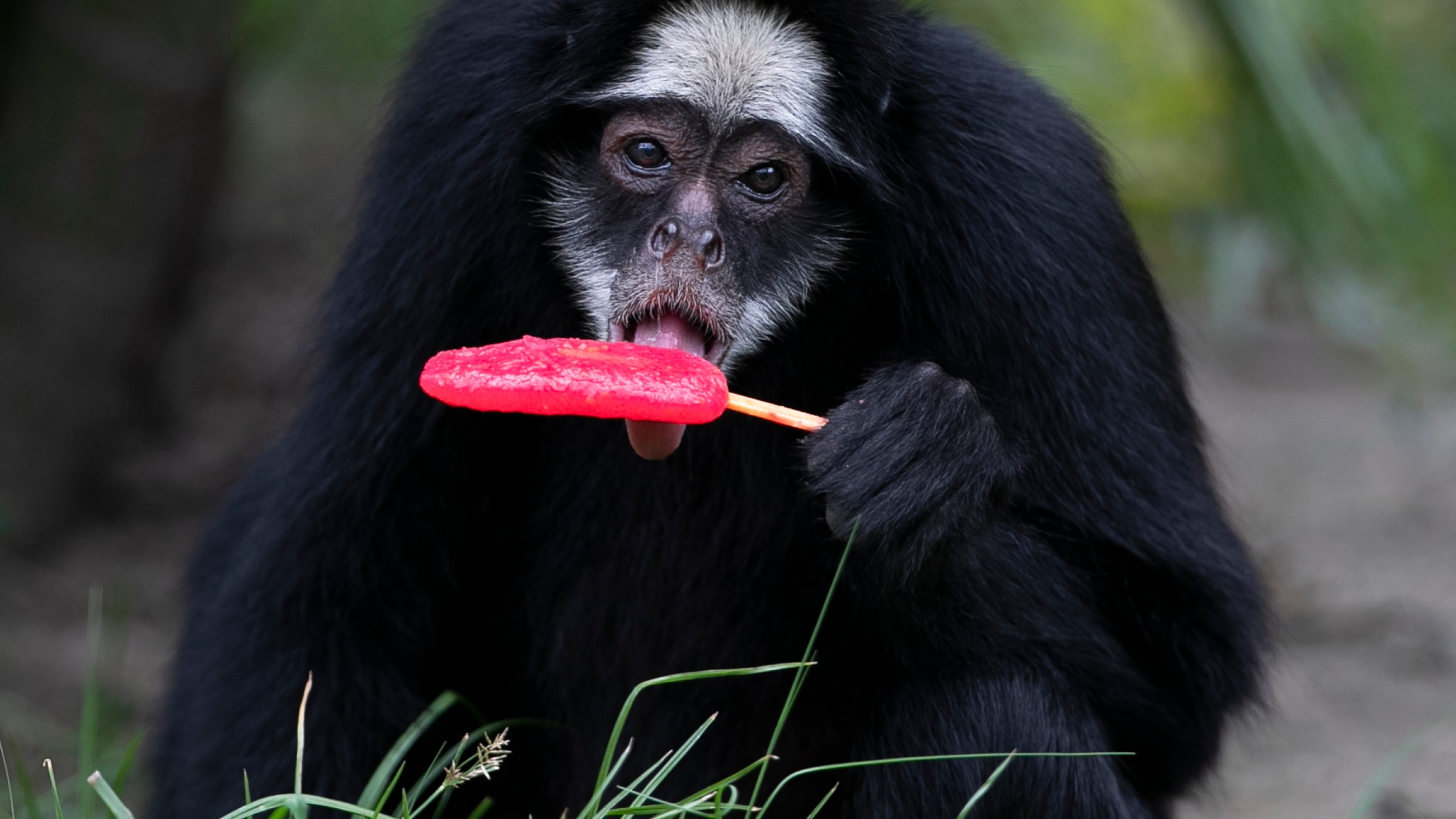 A white-cheeked spider monkey licks a popsicle in the summer heat at the BioParque do Rio in Rio de Janeiro, Tuesday, Jan. 13, 2026. (AP Photo/Bruna Prado)