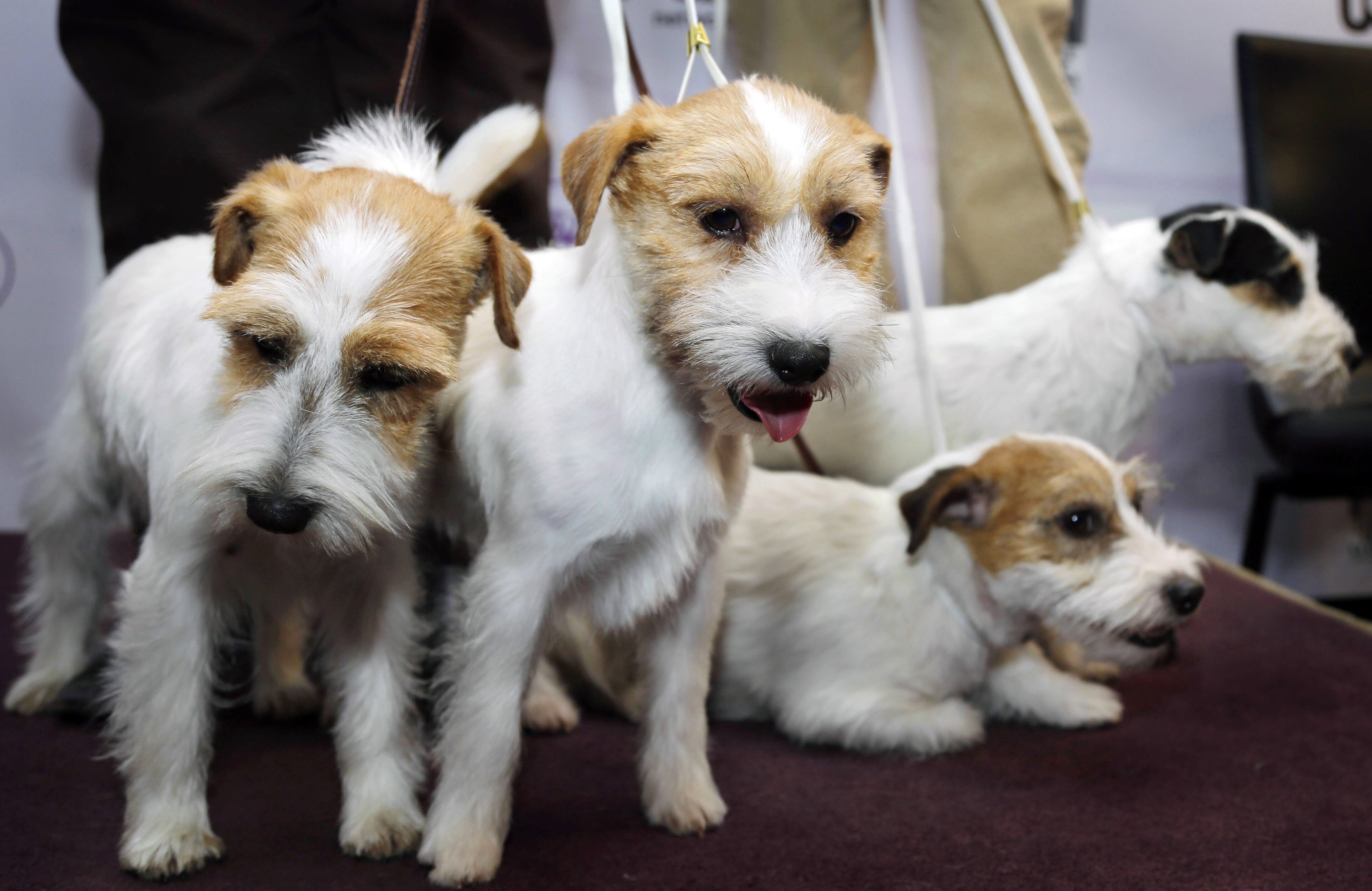 Russell Terriers appear during a news conference in New York, Monday, Jan. 28, 2013. Russell Terriers are one of two breeds competing for the first time this year in the 137th Westminster Kennel Club Dog Show, which is scheduled to begin on Feb. 11. (AP Photo/Seth Wenig)