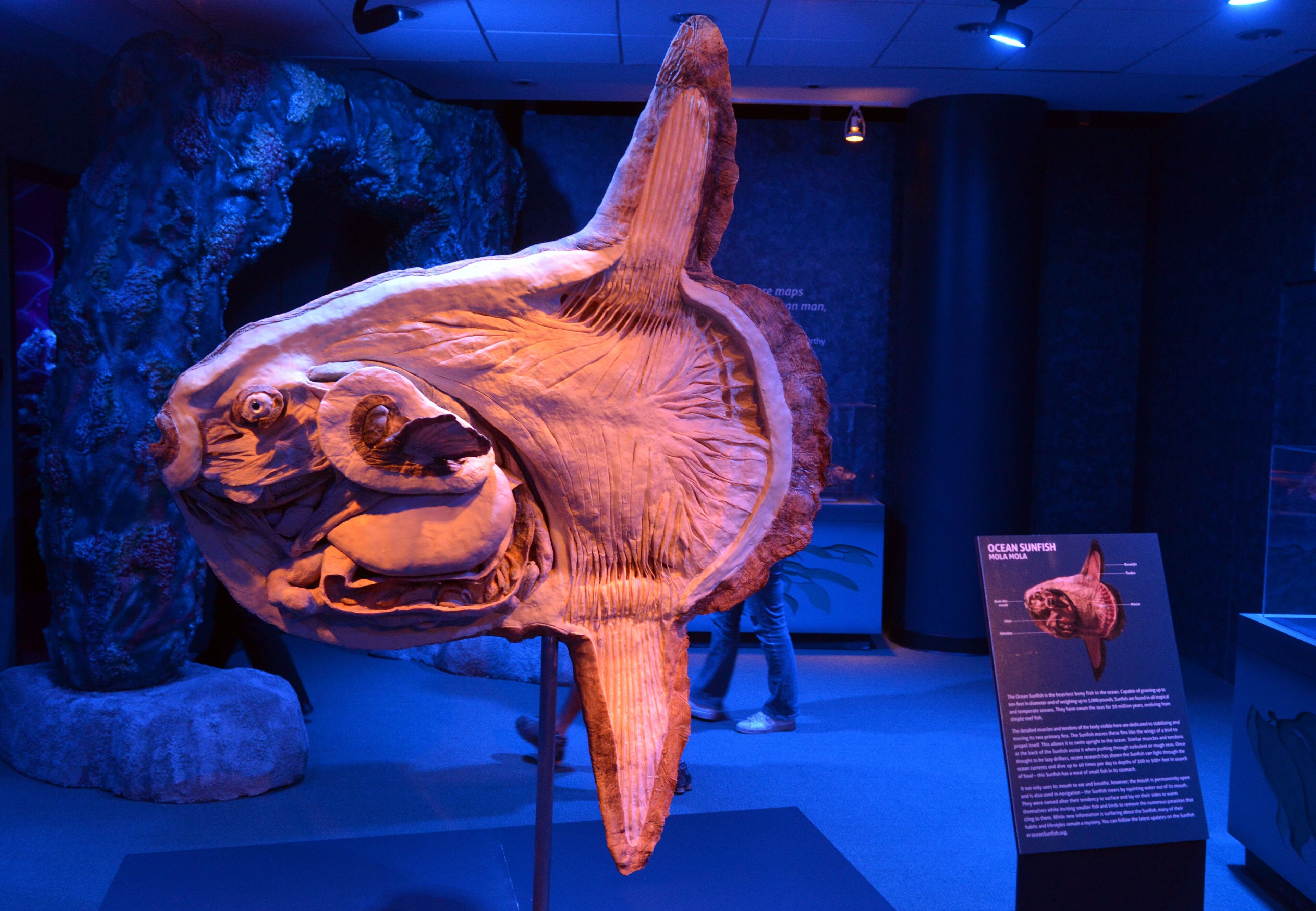An ocean sunfish in the Sea Monsters exhibit at the Georgia Aquarium. KENT D. JOHNSON / KDJOHNSON@AJC.COM