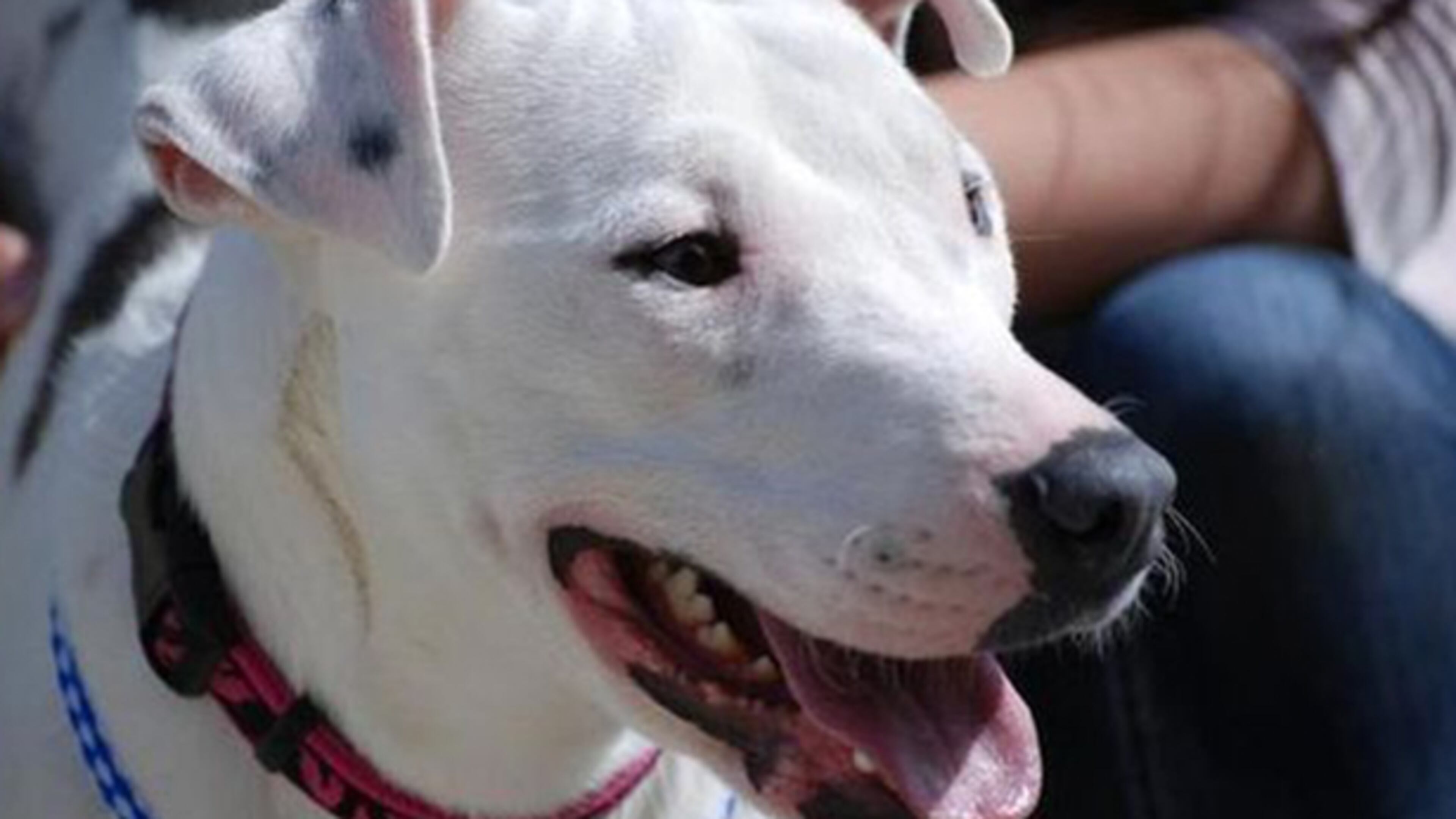 A beloved dog who wandered the Moses Lake community was believed to be killed by a driver, but days later -- she showed up wagging her tail at a nearby farm. (Photos courtesy of Washington State University News/Linda Weiford)
