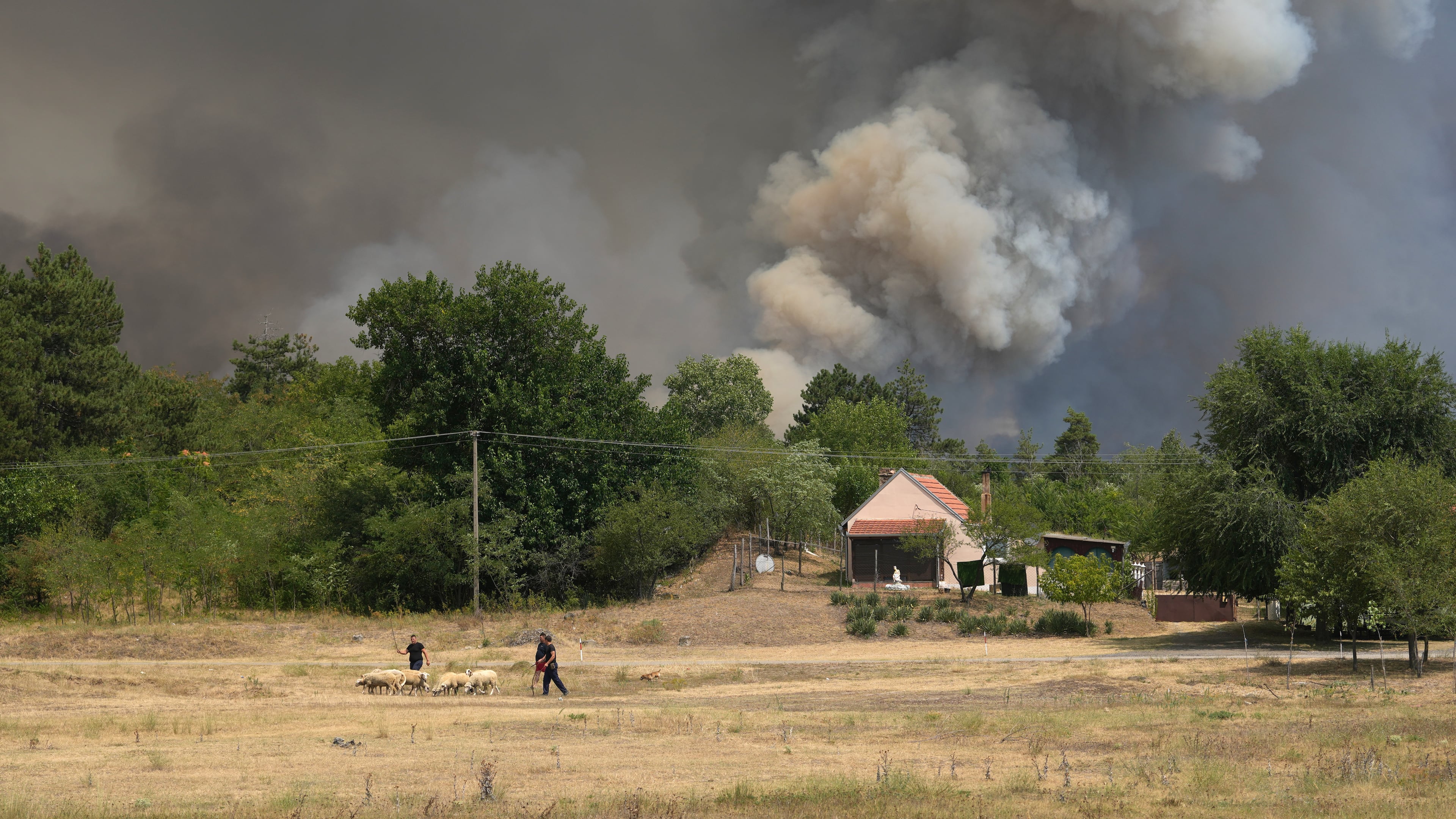 smoke emerges from a forest during a wildfire in Deliblatska Pescara (Deliblato Sands), near the village of Sumarak, 70 kilometers north-west of Belgrade, Serbia, Friday, Aug. 7, 2026. (AP Photo/Darko Vojinovic)