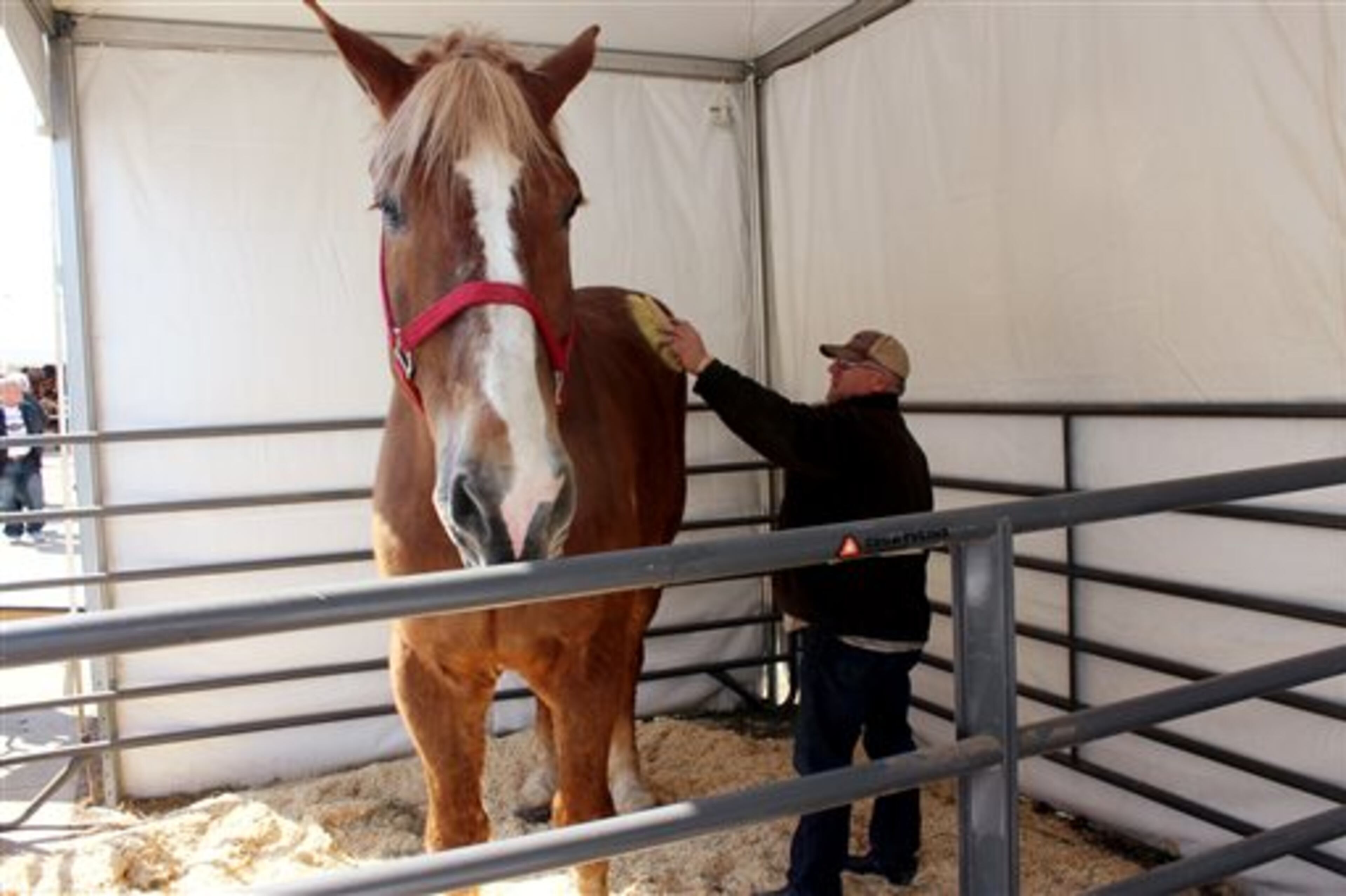 Jerry Gilbert brushes his horse, Big Jake, at the Midwest Horse Fair, Friday, April 11, 2014, in Madison, Wis. The Belgian gelding is the Guinness World Record-holder for world's tallest living horse at one quarter inch short of 6 feet, 11 inches. He weighs about 2,600 pounds. (AP Photo/Carrie Antlfinger)
