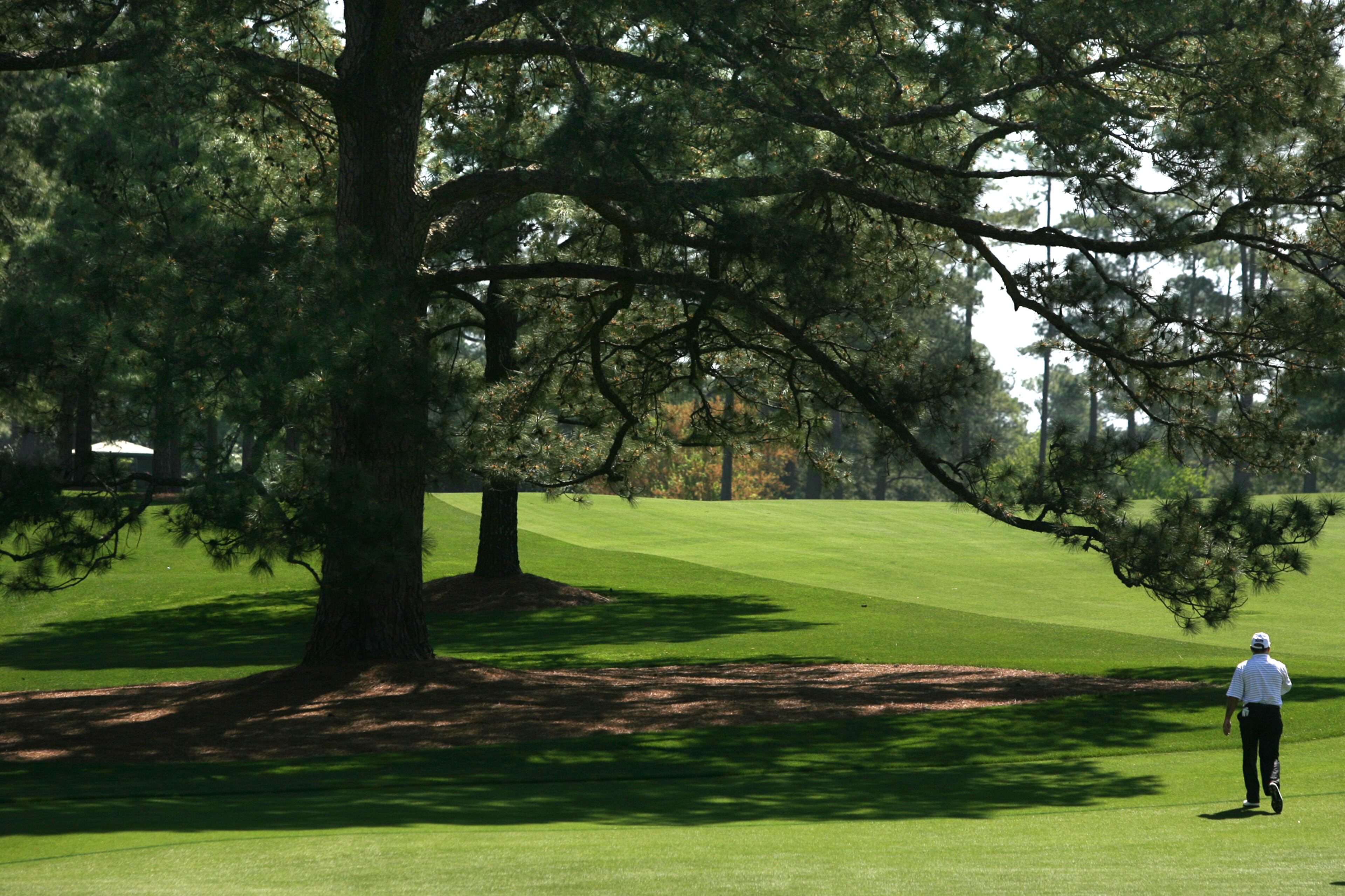 Mark O'Meara is dwarfed by the Eisenhower tree on the 17th fairway at Augusta National Golf Club on Tuesday, Apil 6, 2010. Also known as the "Eisenhower Pine", is a loblolly pine located on the 17th hole, approximately 210 yards from the Master's tee. President Dwight D. Eisenhower, an Augusta National member, hit the tree so many times that, at a 1956 club meeting, he proposed that it be cut down. Not wanting to offend the President, the club's chairman, Clifford Roberts, immediately adjourned the meeting rather than reject the request Curtis Compton ccompton@ajc.com