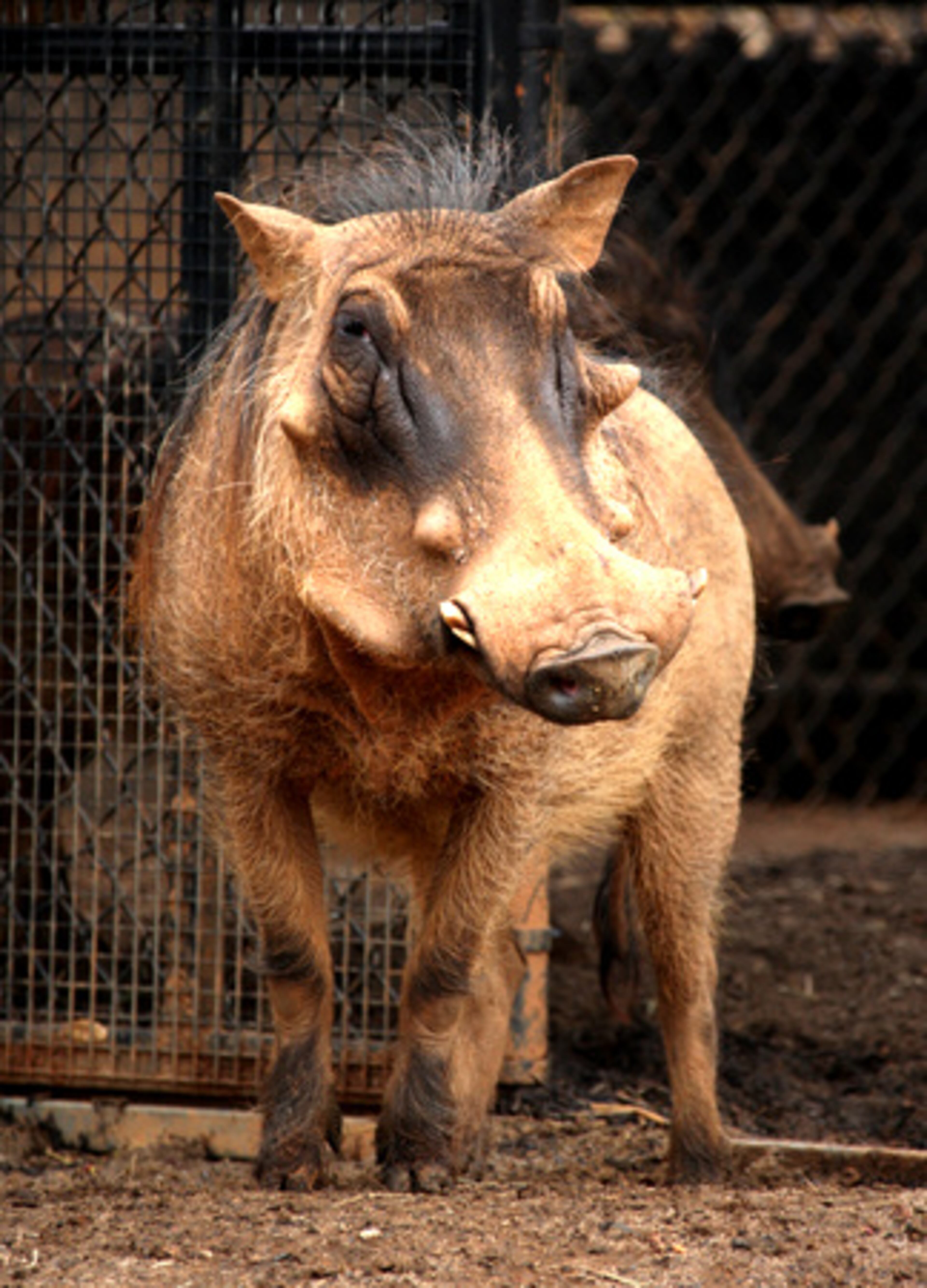 Warthogs' large, flat heads are covered with "warts" -- protective bumps really. They have four sharp tusks, are mostly bald with sparse hair and a thicker mane on their backs. When startled or threatened, warthogs can run at speeds of up to 30 miles an hour -- so be careful how close you are if you dare call them ugly.