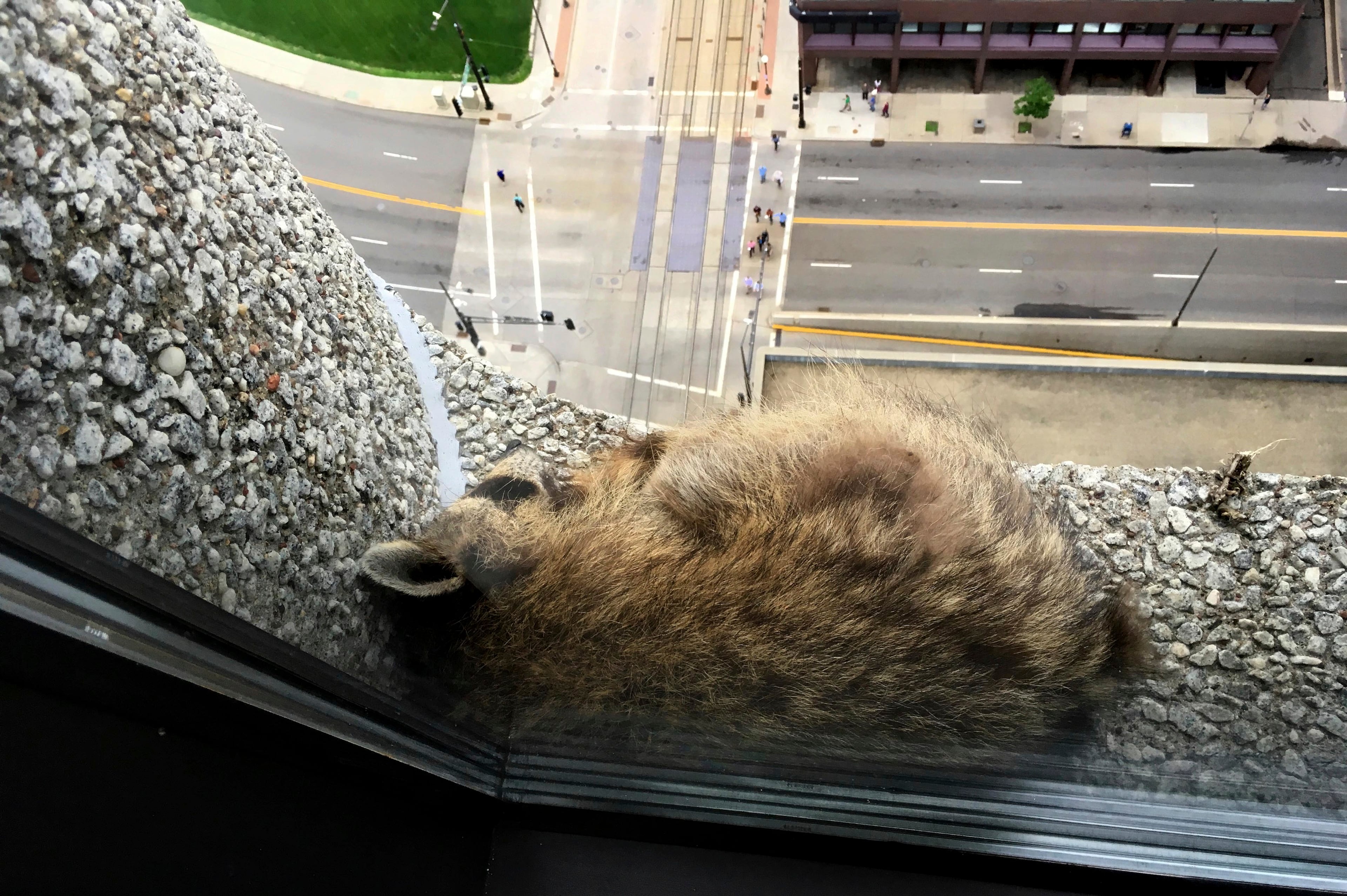 In this Tuesday, June 12, 2018 photo, a raccoon rests on a window ledge on the 22nd floor of the UBS building in downtown St. Paul, Minn. The raccoon that became an internet sensation by scaling the 25-story office tower in downtown St. Paul was safely trapped early Wednesday, and animal control officials were preparing to release it back into the wild. (Tad Vezner /Pioneer Press via AP)