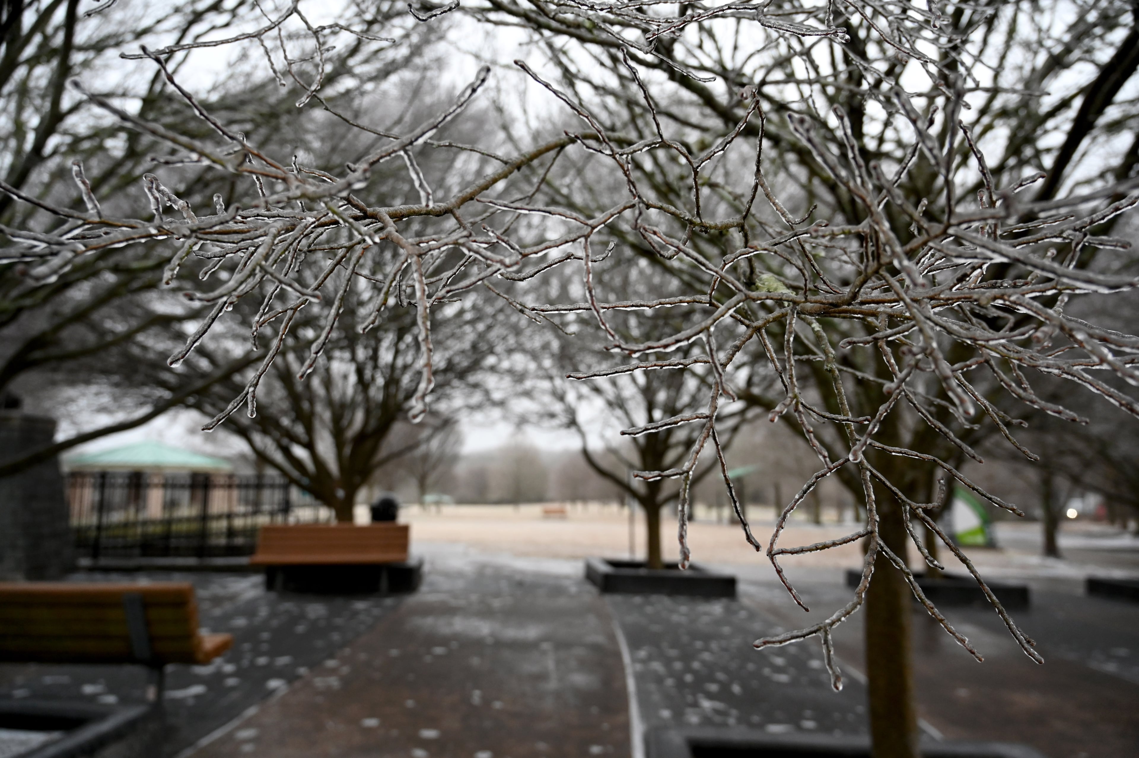 Ice clings to a tree at Alexander Park, Sunday, Jan. 25, 2026, in Lawrenceville. A wintry mix is slowly making its way across the region Sunday morning. Light rain and sleet were falling at sunrise, creating reports of poor driving conditions due to the ice. (Hyosub Shin/AJC)