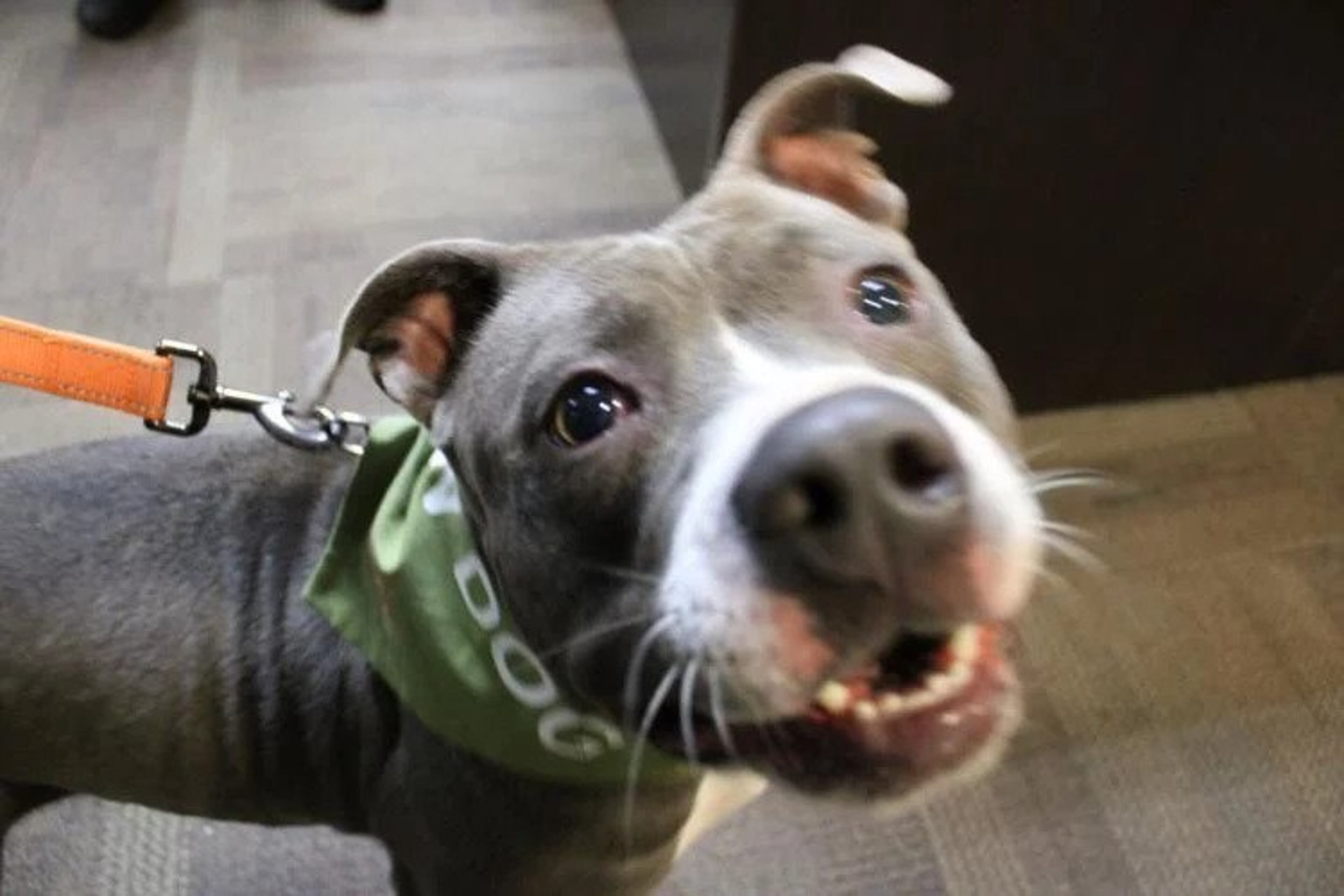 Law Dog For a Day allows employees at the sheriff’s office as well as other law enforcement officials to take a dog from PAWS and spend the day with them, allowing them to interact with the public, sometimes leading to adoption. (Courtesy of Floyd County Sheriff's Office)