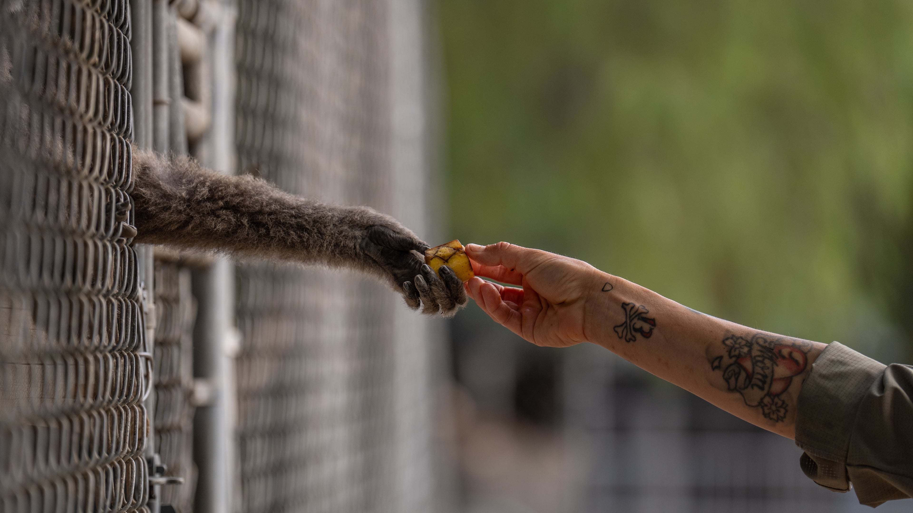 On-site caretaker Jodi Kleier hands a piece of banana to a gibbon at the Gibbon Conservation Center in Santa Clarita, Calif., Friday, Aug. 14, 2026. (AP Photo/Jae C. Hong)