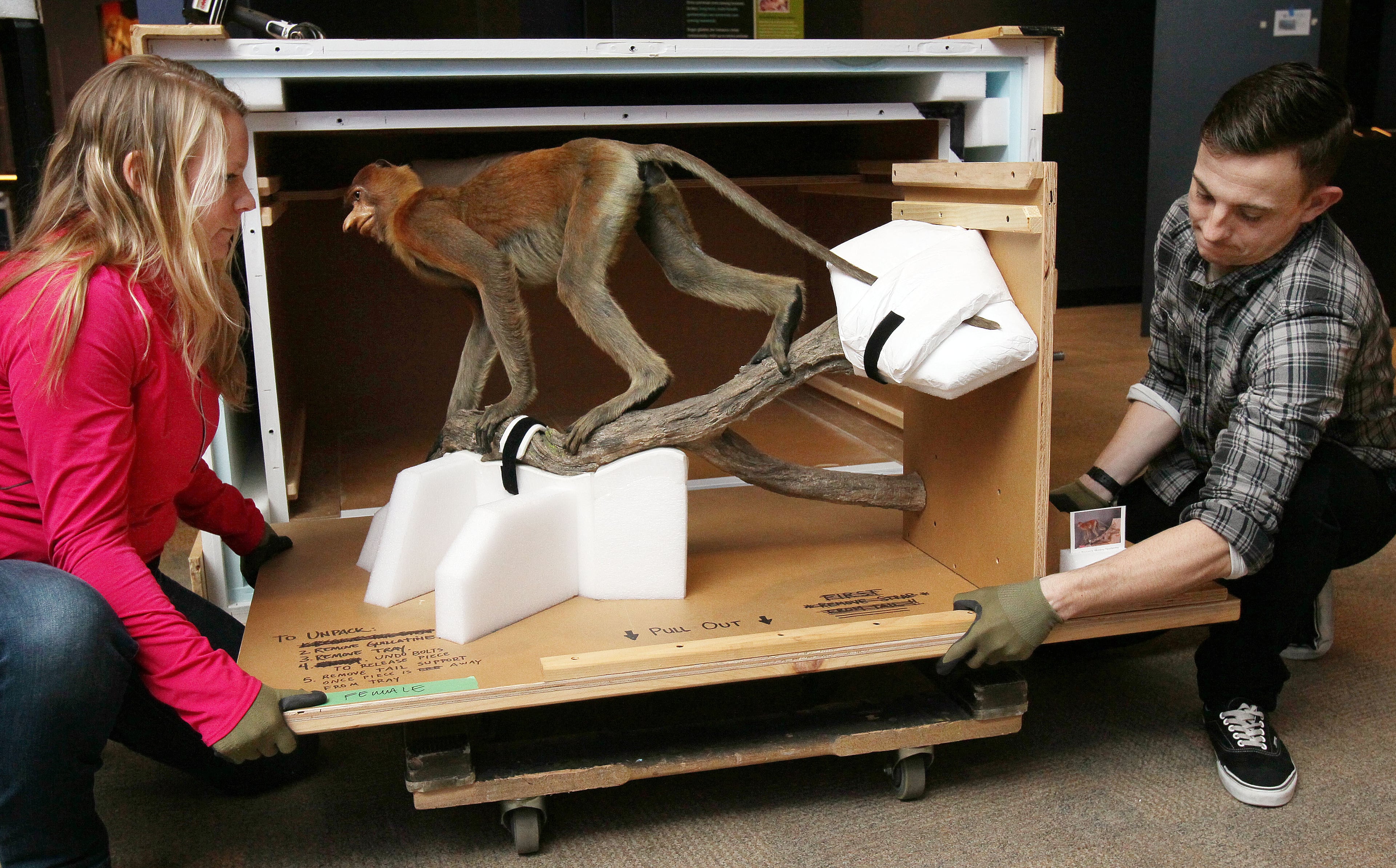 Rachel May (left) & David Hall uncrate a female Proboscis Monkey taxidermy.