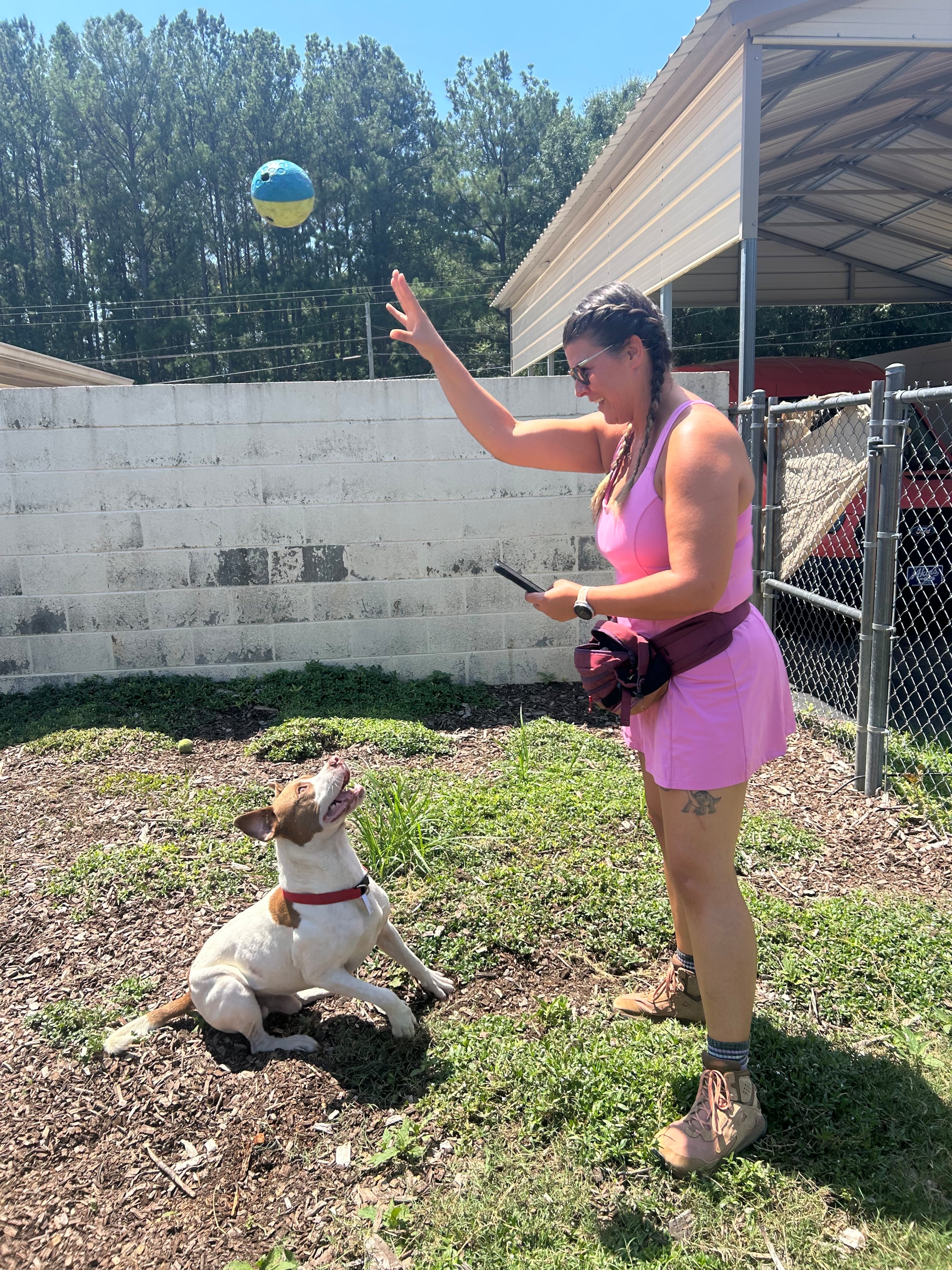 Katie Ceraso has been posting a shelter dog a day in an effort to achieve more visibility for the pups. She recently highlighted Milk Man, a pit bull terrier who loves to play with balls. (Olivia Wakim/AJC)