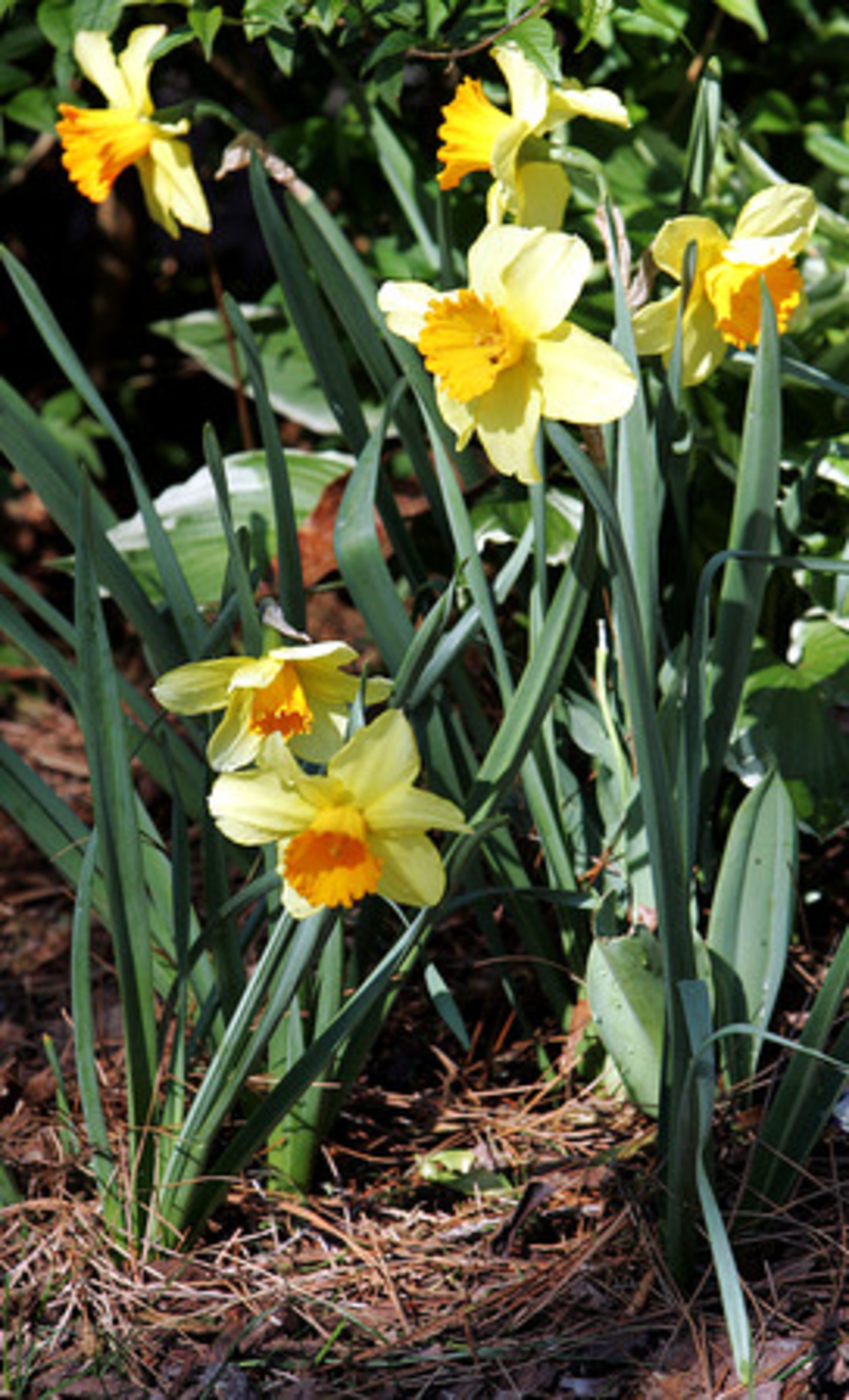 Daffodils (Narcissus) are among the first bulbs to pop up each year. Their yellow, white, orange or light pink flowers last for about two weeks.
