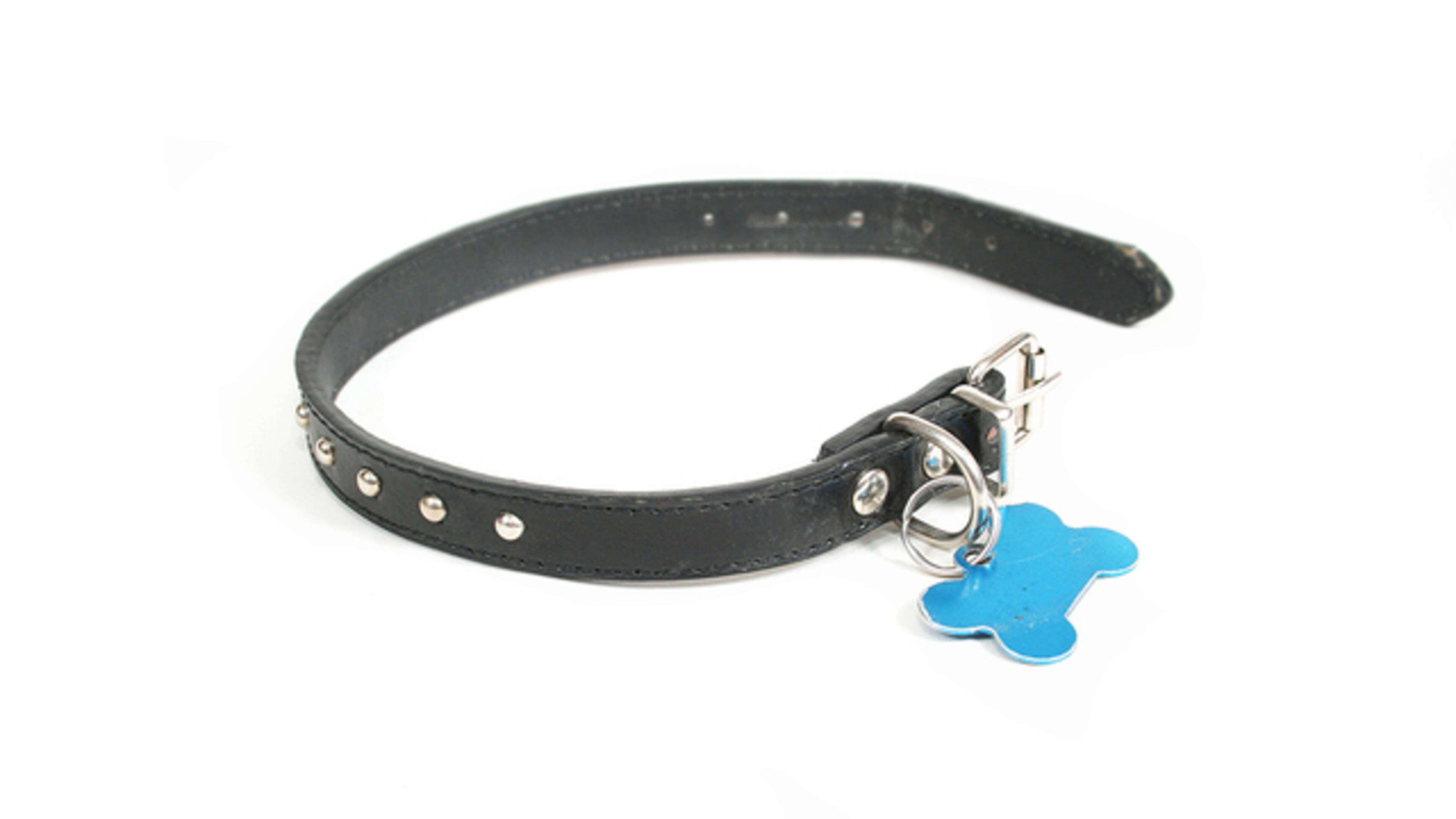 a dog collar with a id tag on it
