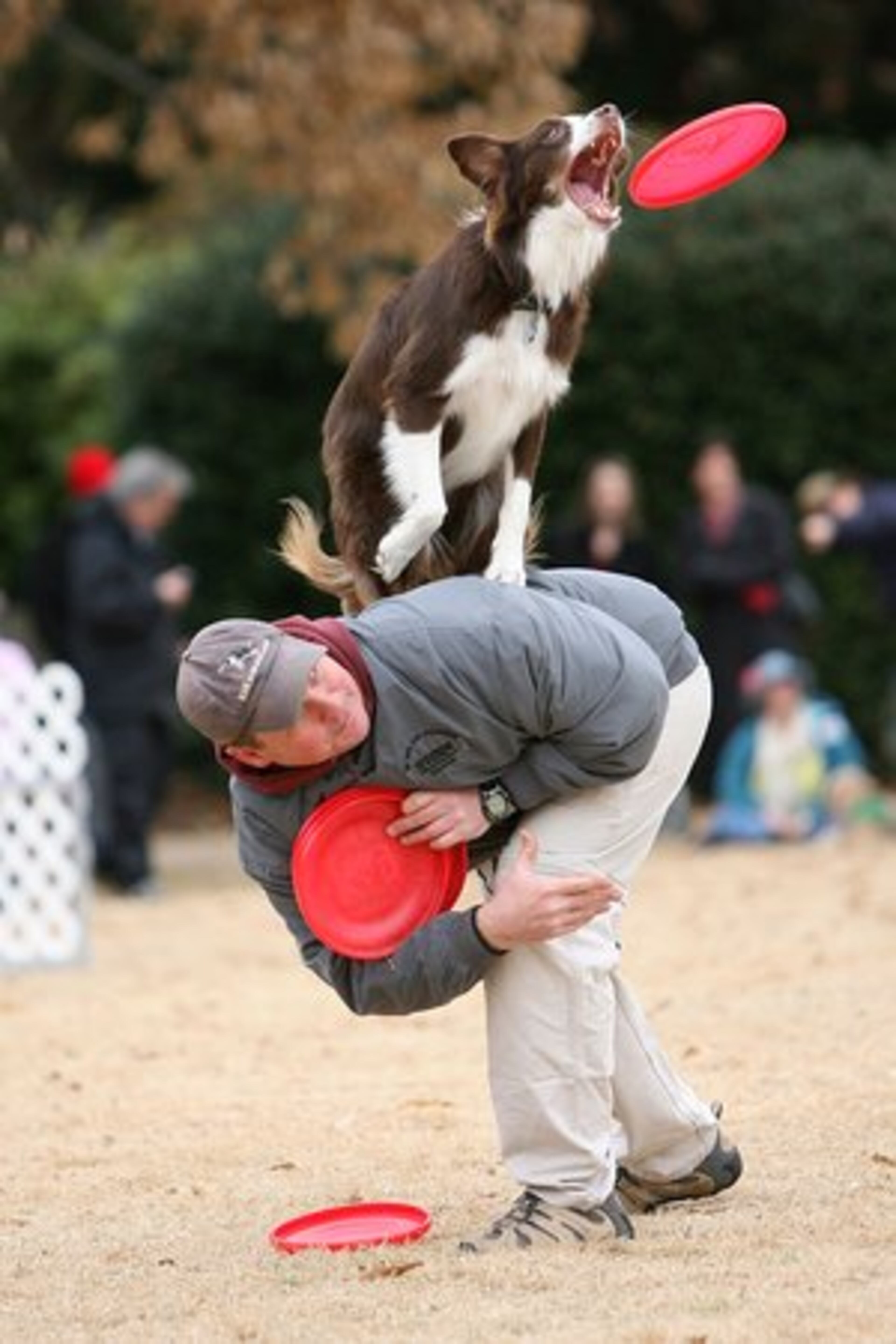 Border collie Mikey jumps off the back of his owner Troy McConaughey to demonstrate his frisbee skills.