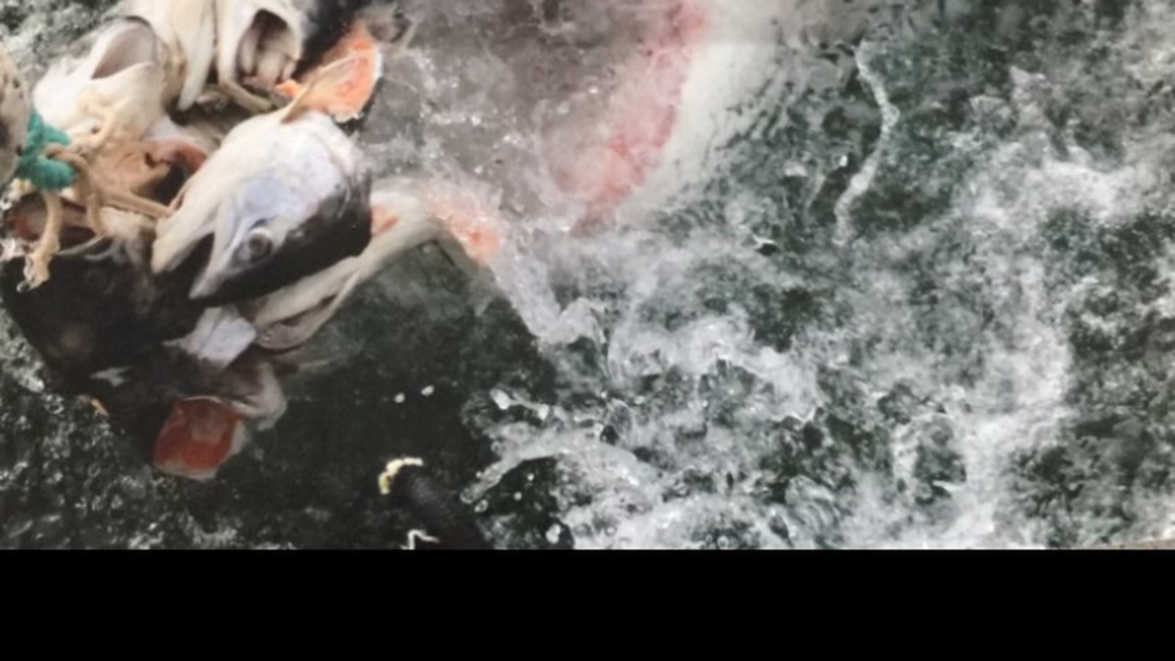 Toni Sabaugh submitted this photo taken while on a shark cage diving trip in South Africa. “Glad he wasn’t too hungry!” she wrote. Experts agree that South Africa has some of the best scuba diving in the world. Shark cage diving has emerged as a growing trend. It’s where tourists swim in a submerged steel cage right next to great white sharks who have been lured next to these boats with chum (dead fish, offal, and blood).