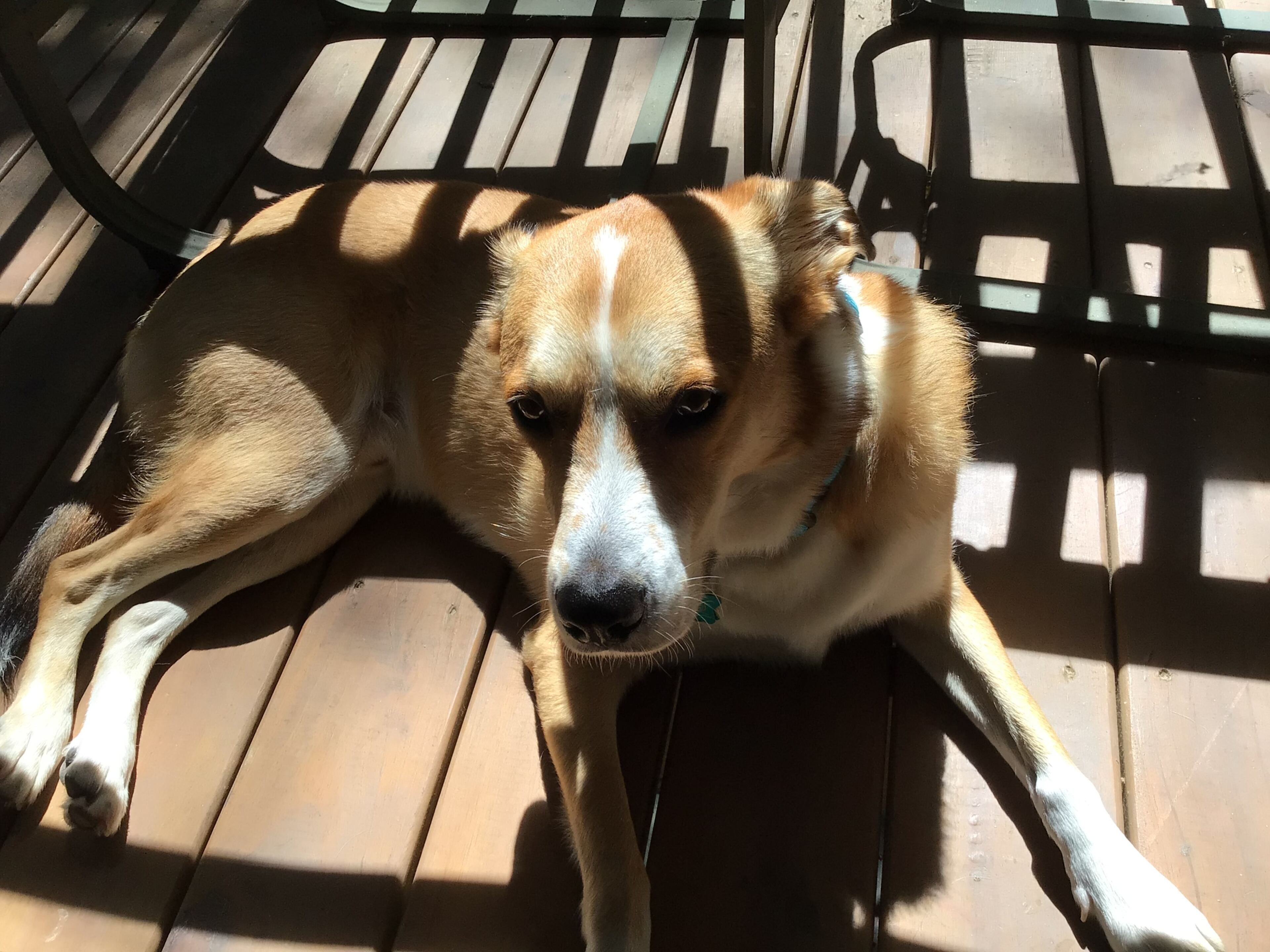 Blu Strong, a Carolina Dog, lives in Gainesville with his person, Julia Strong. (Courtesy photo)