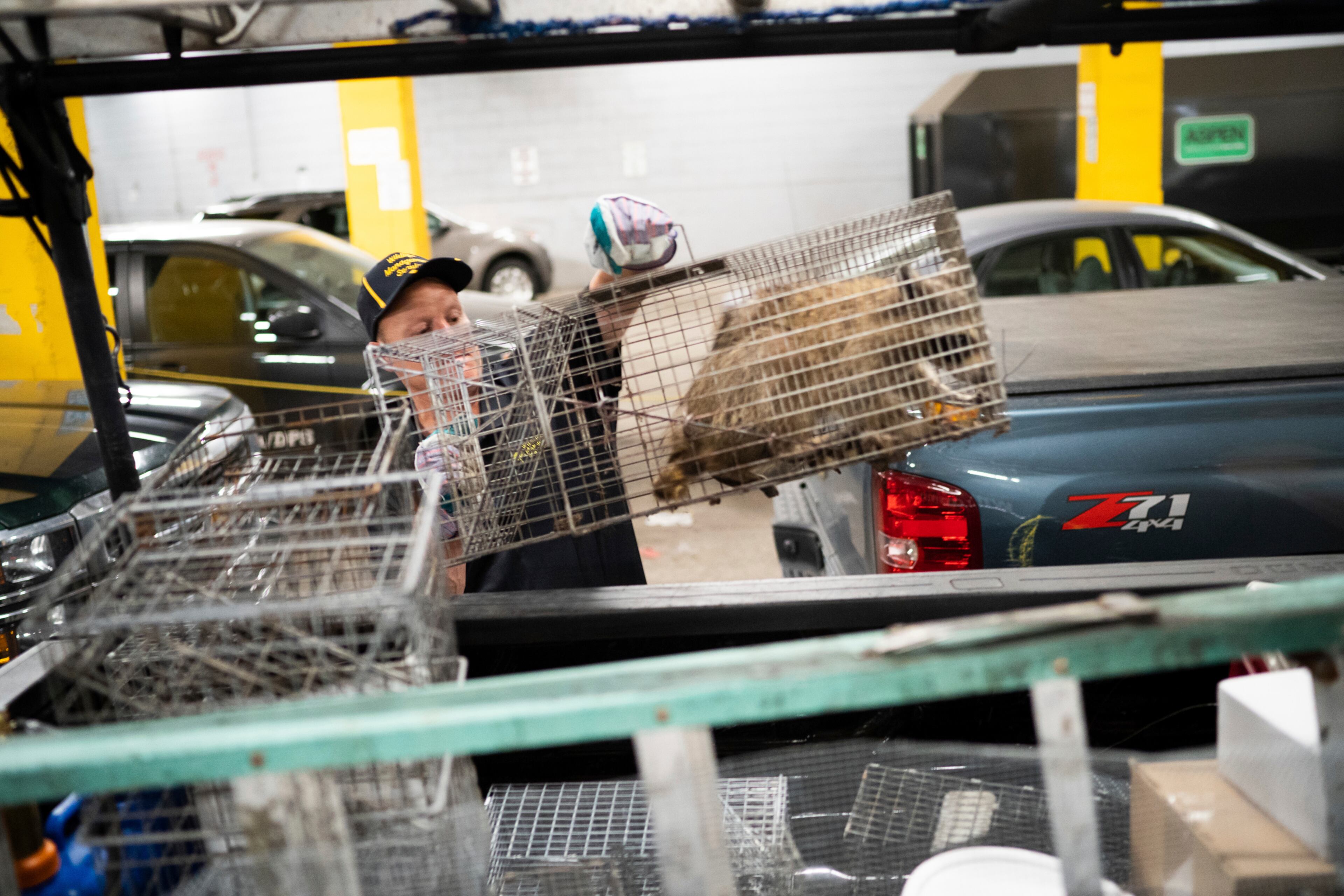 A raccoon is loaded in the back of a Wildlife Management Services pickup truck in the loading dock of the UBS Plaza in St. Paul, Minn. on Wednesday, June 13, 2018. Nearby Minnesota Public Radio branded the raccoon with the hashtag #mprraccoon. The woodland creature also had its own Twitter account, with one tweet saying, "I made a big mistake." Many feared for the raccoon's safety. The raccoon will be released in the wild. (Evan Frost/Minnesota Public Radio via AP)