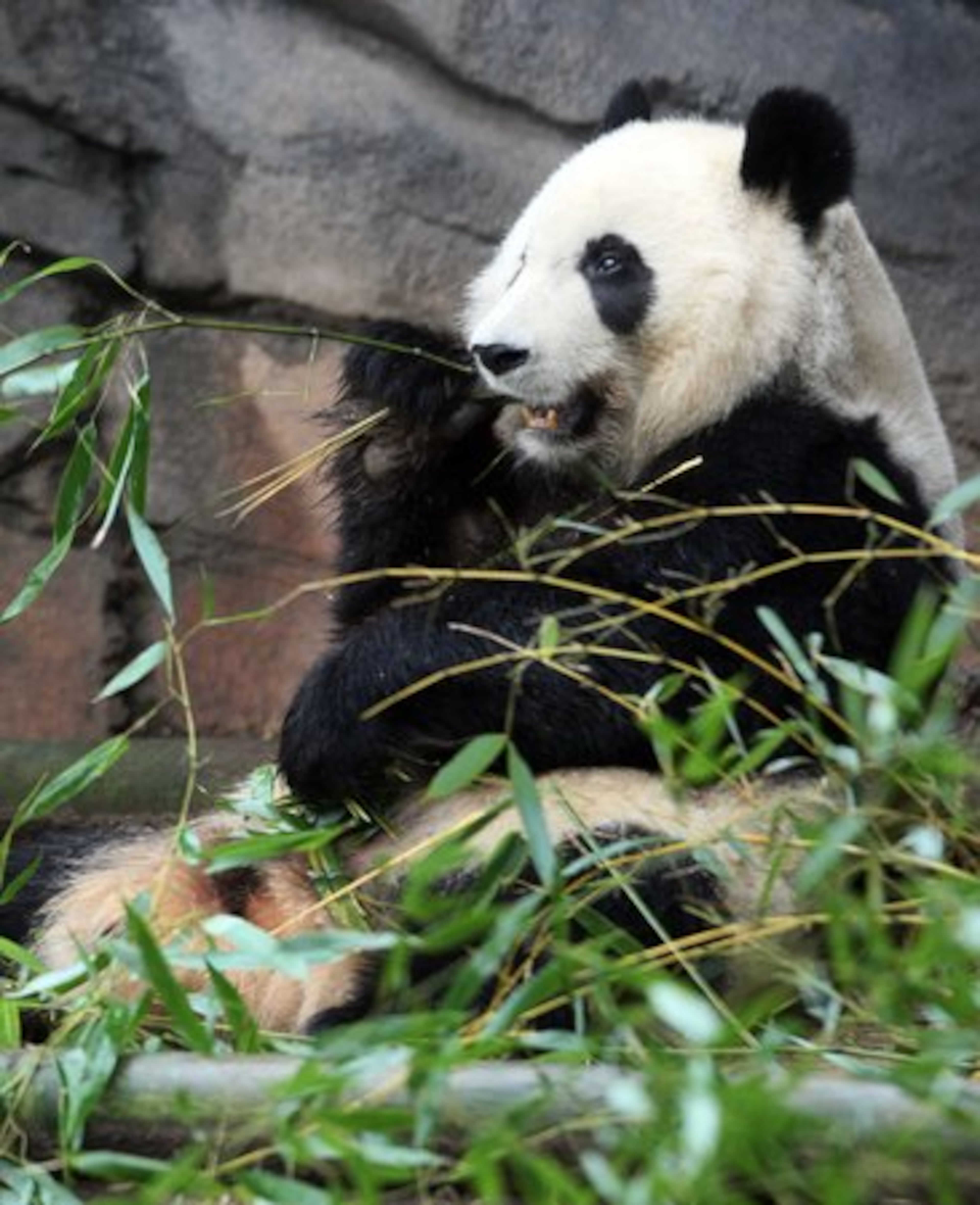 The 3-year-old giant panda will be flown to Washington, D.C. and then to China next week.