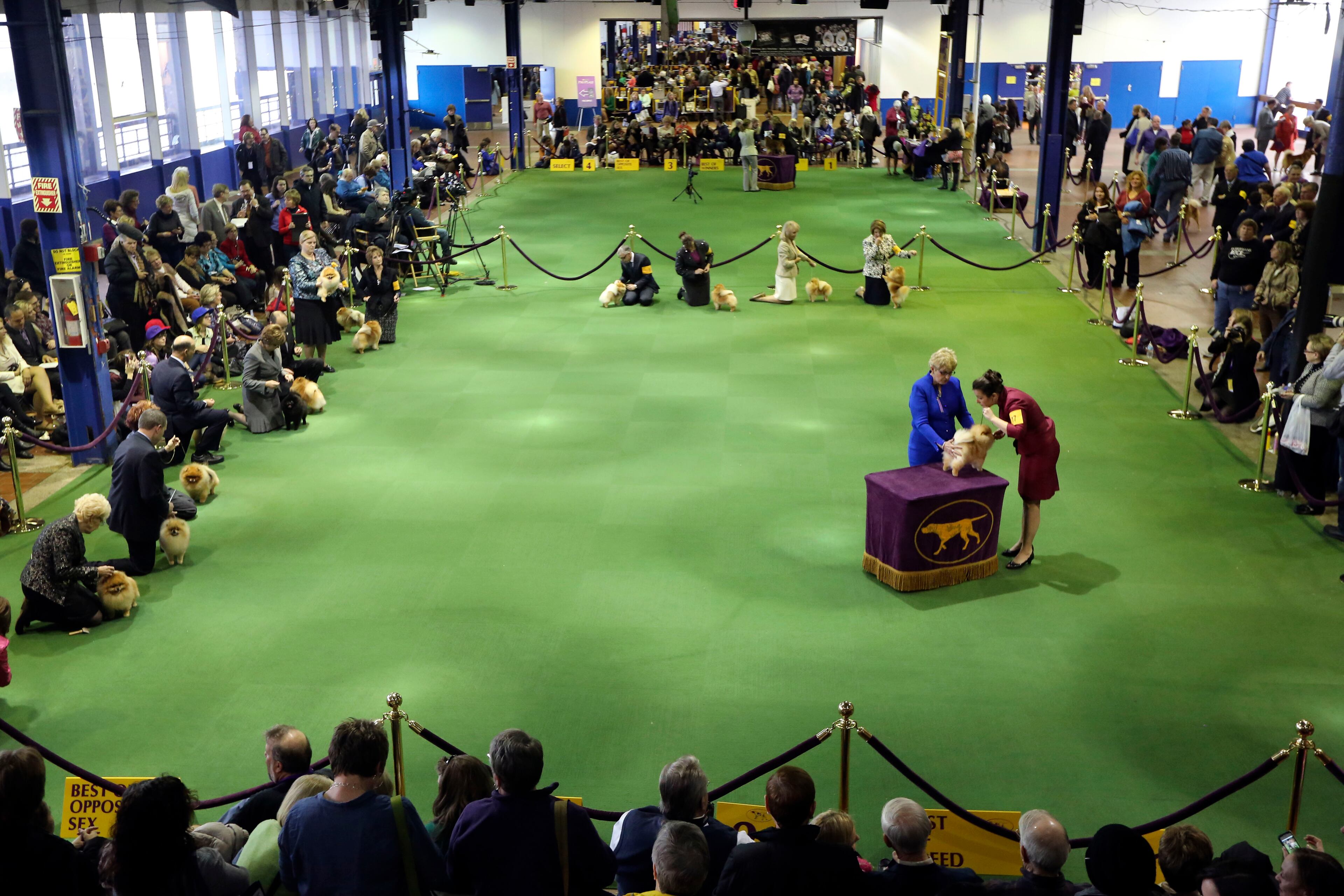 Pomeranians are shown in the ring during the 137th Westminster Kennel Club dog show at Pier 92, Monday, Feb. 11, 2013 in New York. (AP Photo/Mary Altaffer)