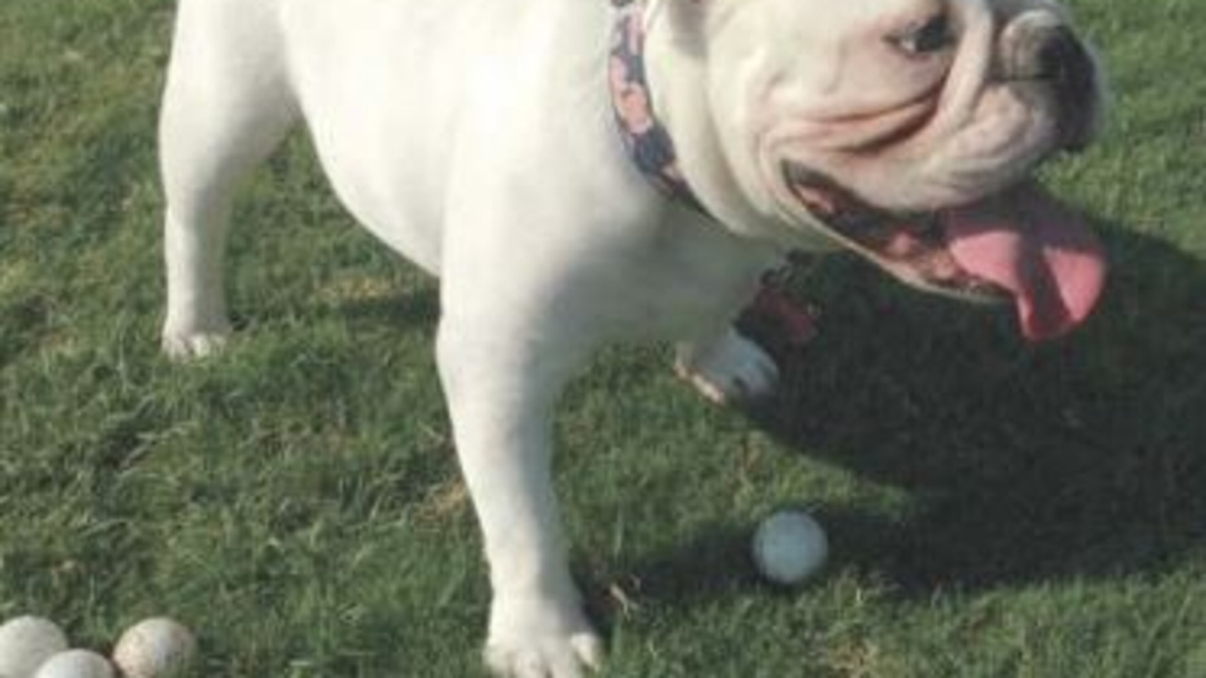 Chapel, a registered English bulldog, was reported stolen in Athens. (Credit: The Athens Banner-Herald)