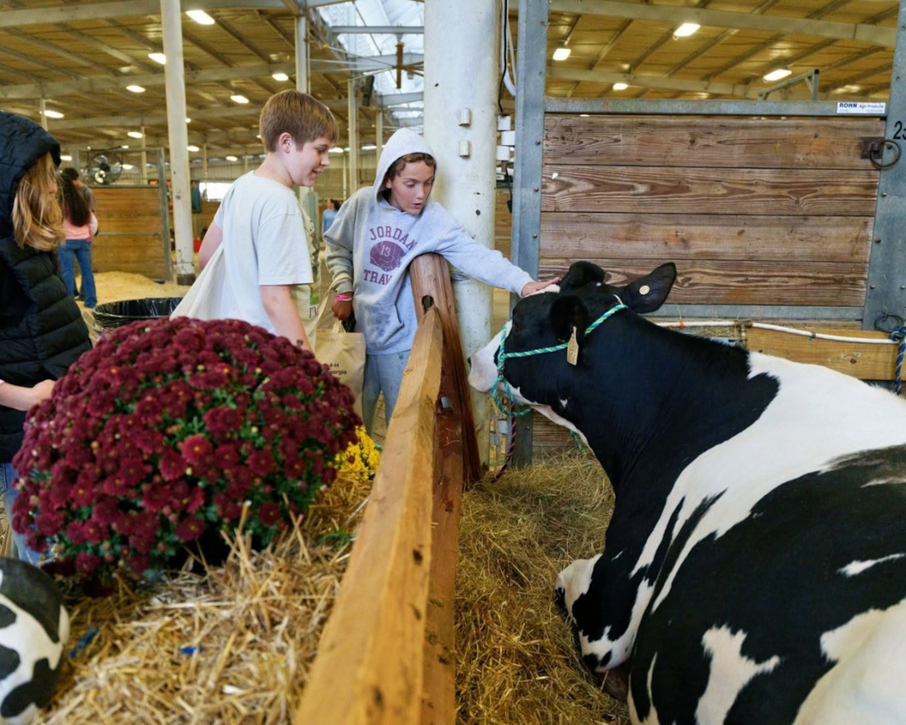 Livestock exhibitions are a staple of fall fairs. (Courtesy of Georgia National Fair)