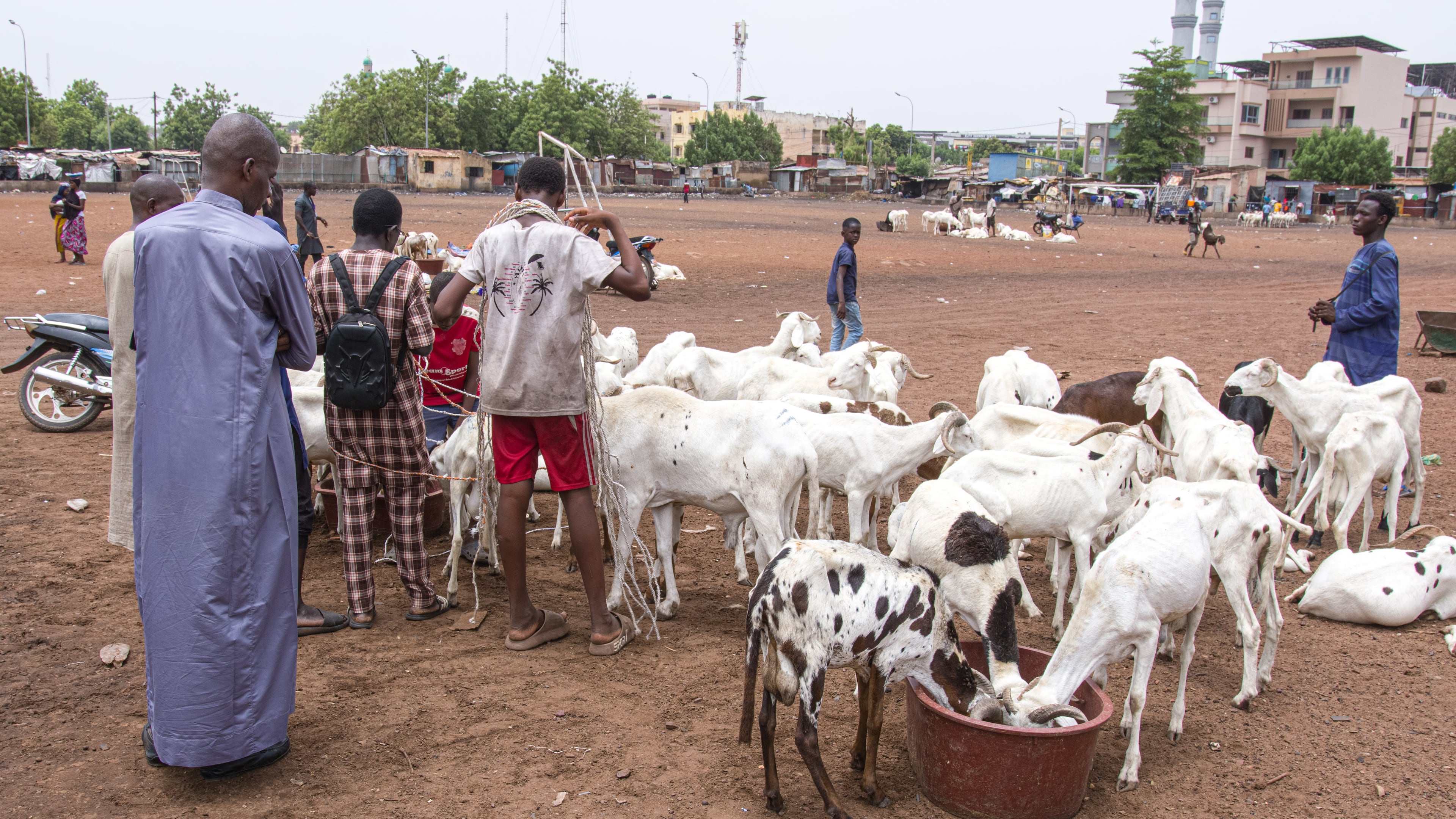 Herders and buyers stand beside sheep for sale ahead of the Muslim feast of Eid al-Adha in Bamako, Mali, Tuesday, May 26, 2026. (AP Photo/Boubacary Bocoum)