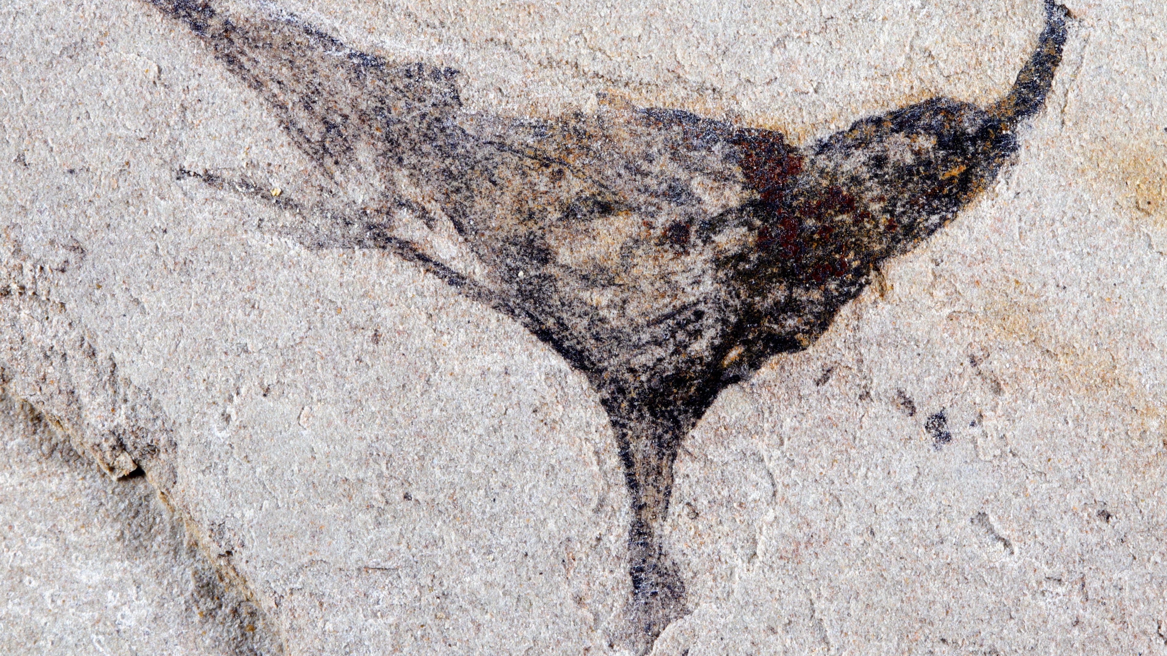 This November 2023 photo provided by Gaorong Li shows a Haootia-like fossil at Yunnan University in Kunming, China. (Gaorong Li via AP)