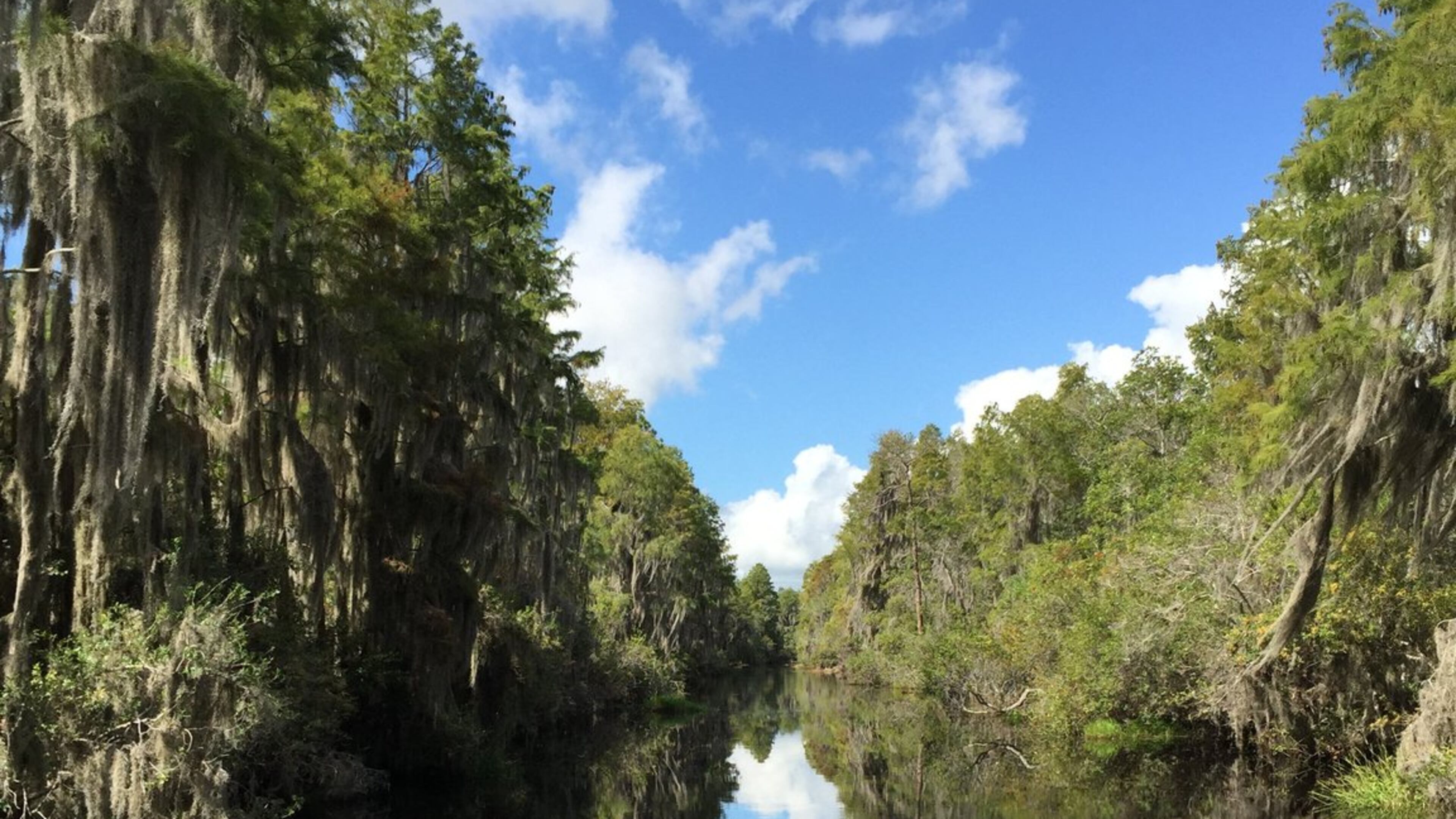 Kenric Belsak submitted this photo of the Okefenokee Swamp. “It’s often difficult to tell which way is up on the photo,” he wrote. According to the New Georgia Encyclopedia, it’s the largest swamp in North America covering roughly 700 square miles. Located in the southeastern corner of Georgia, cypress swamps, winding waterways and floating peat mats are a major part of the Okefenokee’s habitat mosaic. The swamp has a distinctive and fascinating natural history. Wet and dry prairies, swamps dominated by shrubs, and forests of black gum and bay trees intersperse the array of other habitats. A high ridge of sand known as Trail Ridge forms the eastern edge of the swamp. Wildlife abound; more than 400 species of vertebrates, including more than 200 varieties of birds and more than 60 kinds of reptiles, are known to inhabit the swamp.