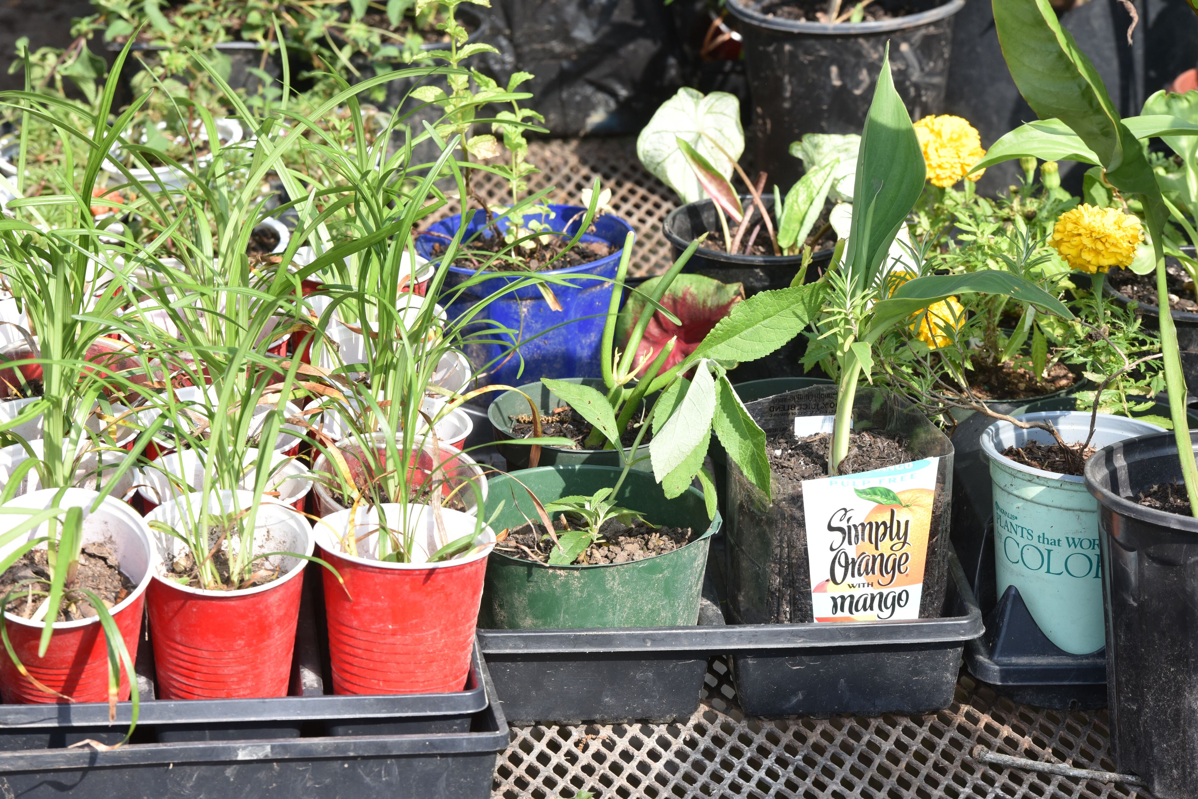 May 9, 2015 Summerville - Vegetables are displayed at Wantip Campbell's vendor at Trade Day in Summerville on Saturday, May 9, 2015. In advance of Finster Fest, May 30-31 in the northwest Georgia town of Summerville. Georgia's most famed folk artist, Finster was known as a great American eccentric, and plenty of eccentric places survive him in this gritty corner of the state. HYOSUB SHIN / HSHIN@AJC.COM