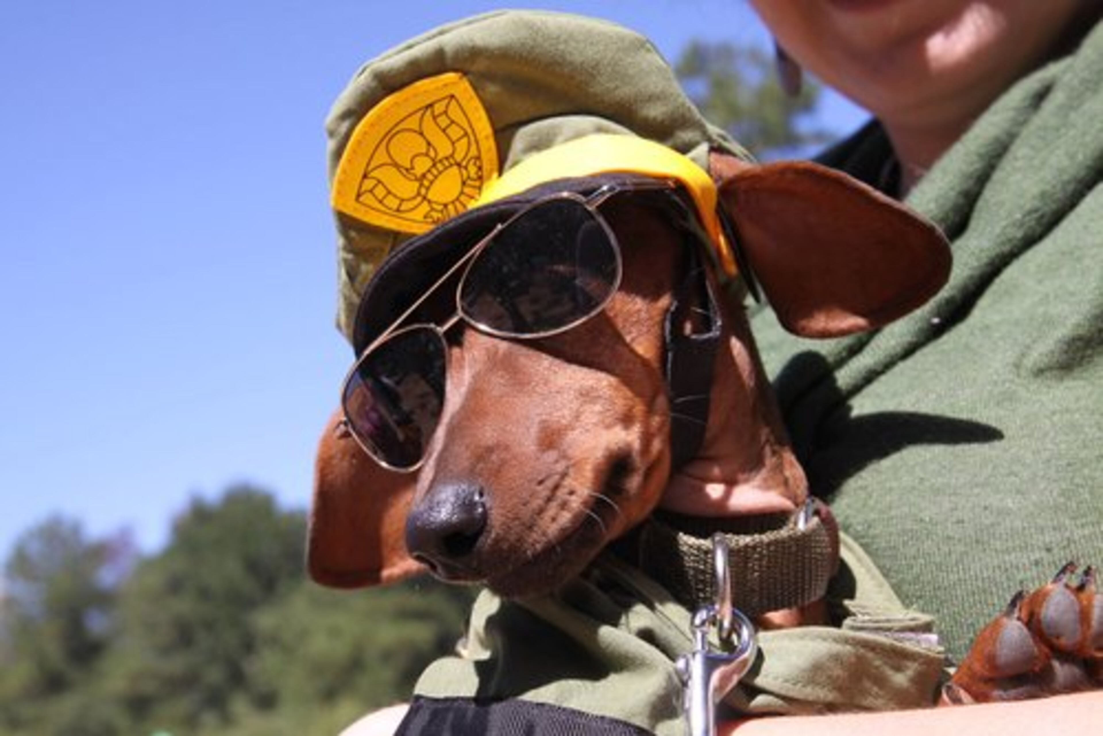 The Howl-O-Weenie took place at Liane Levetan Park in Dunwoody on Saturday. Here, Diana Freeman holds her dog, Sergeant Turner, during the best costume contest.