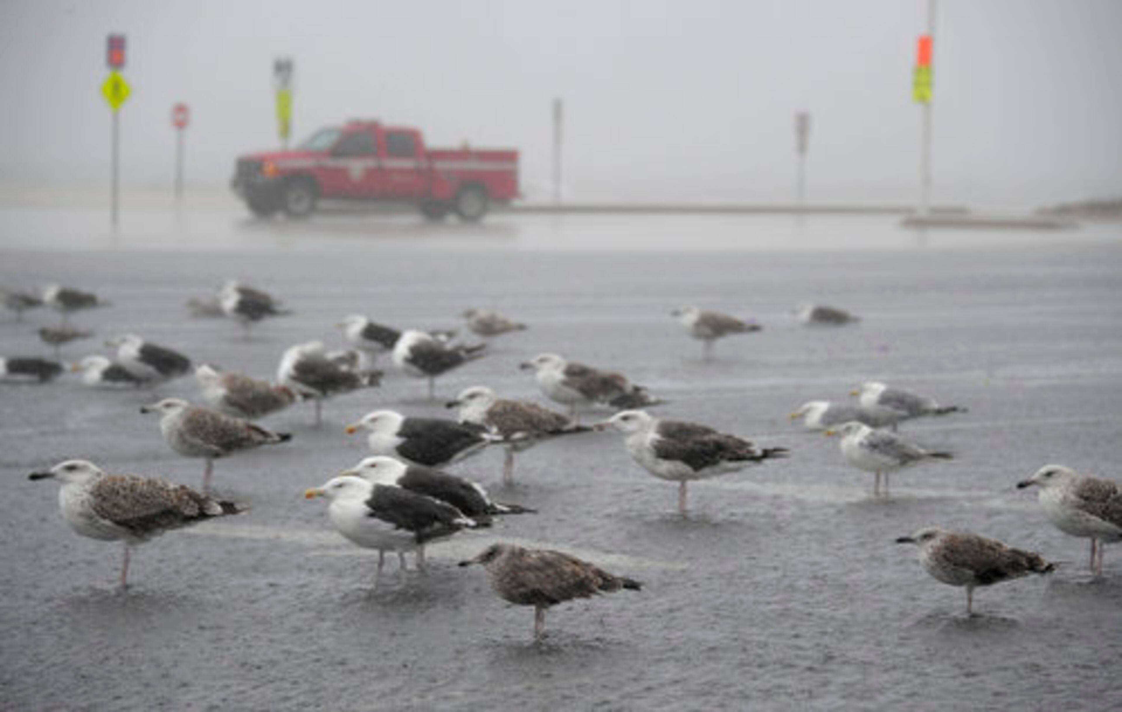Shore birds hunker down, facing into the strong wind, while an emergency response crew makes safety rounds at Ocean City, Maryland, in advance of the full impact of Hurricane Irene on Saturday, August 27, 2011.