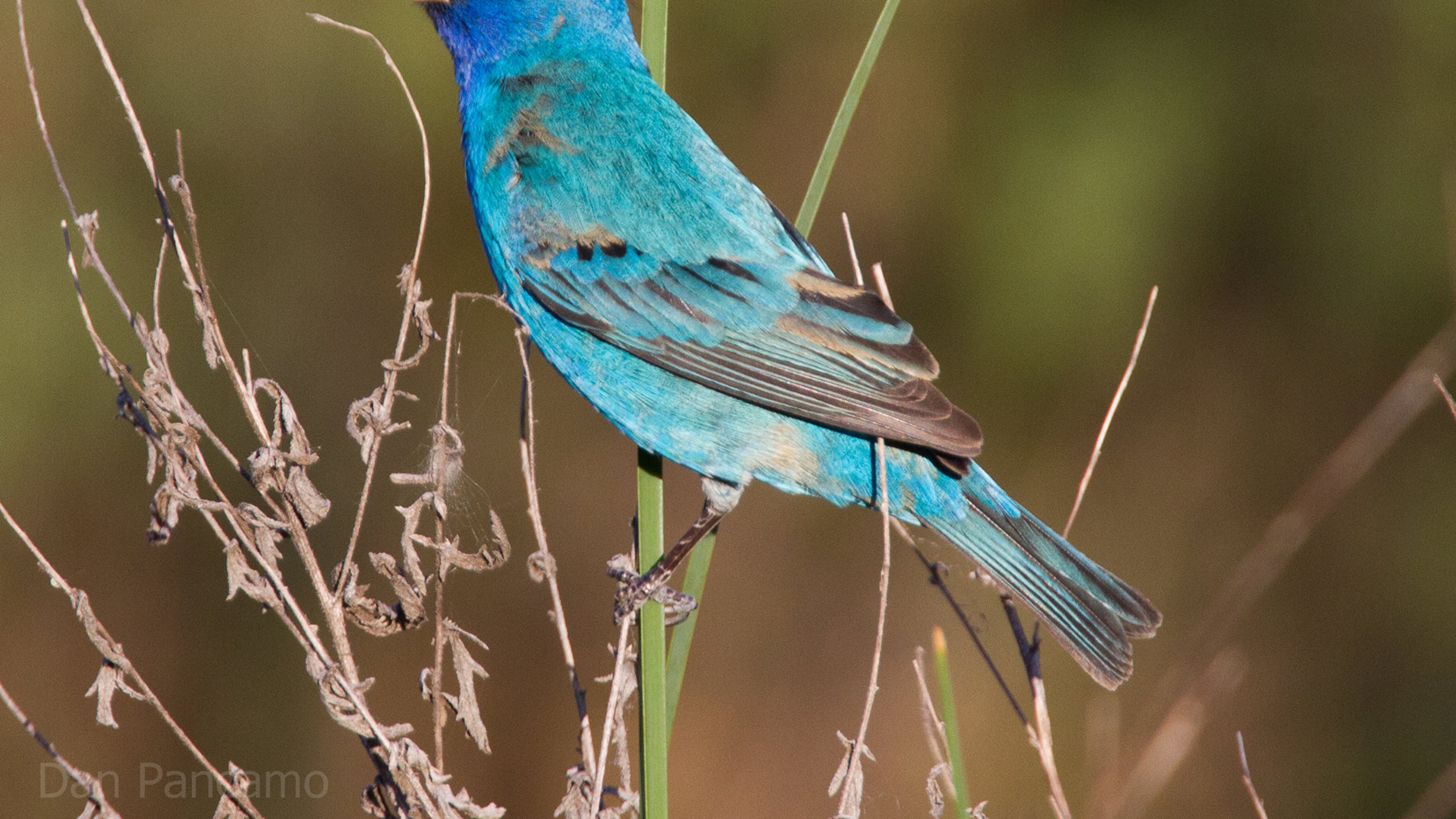The indigo bunting (male shown here) is one of the species that migrated to Latin America for the winter but is now returning to Georgia for the spring and summer nesting season. (Courtesy of Dan Pancamo/Creative Commons)